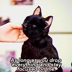 tumblr_n4om4rca4o1sial0xo1_250.gif