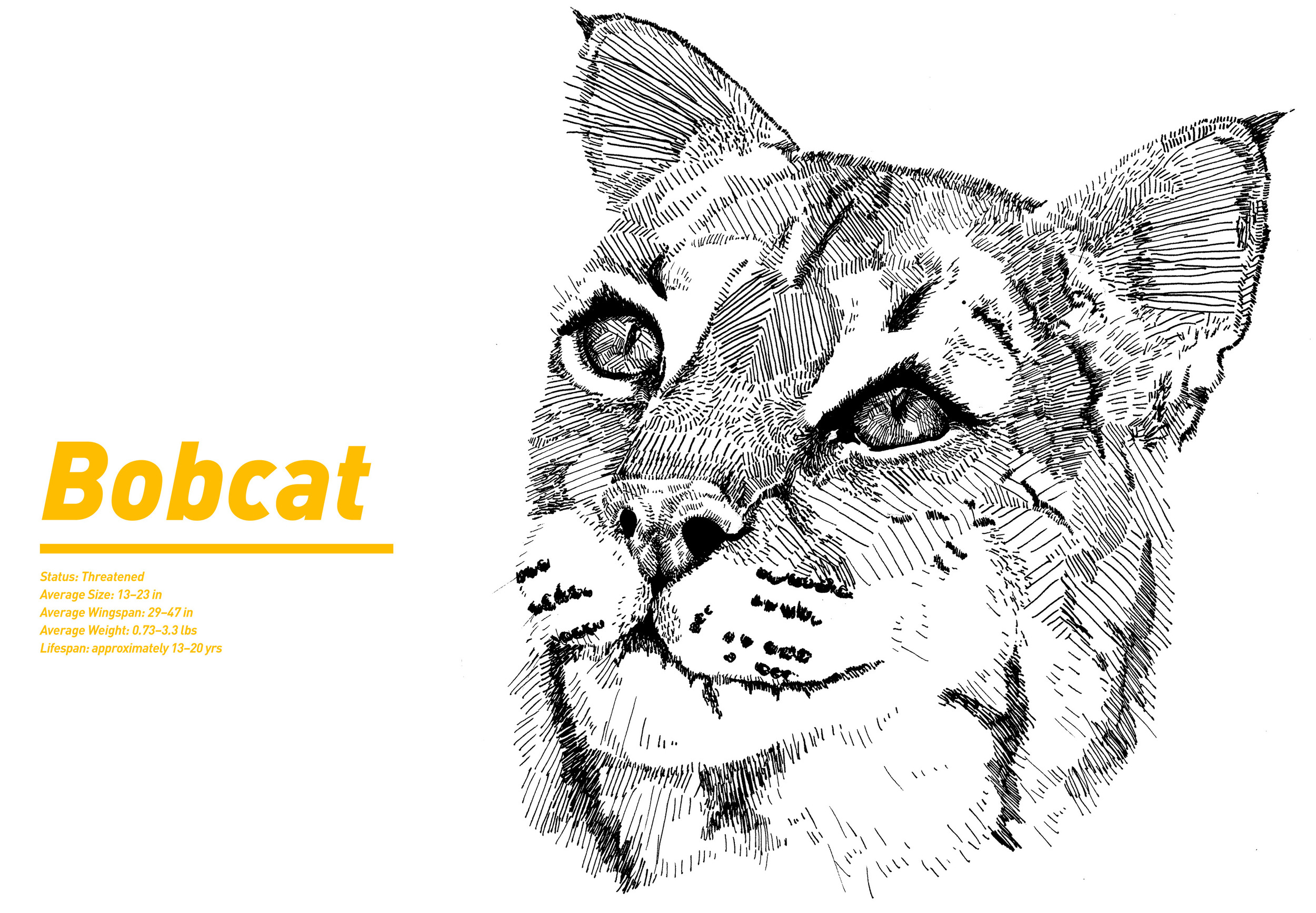 BOBCAT_POSTER.jpg