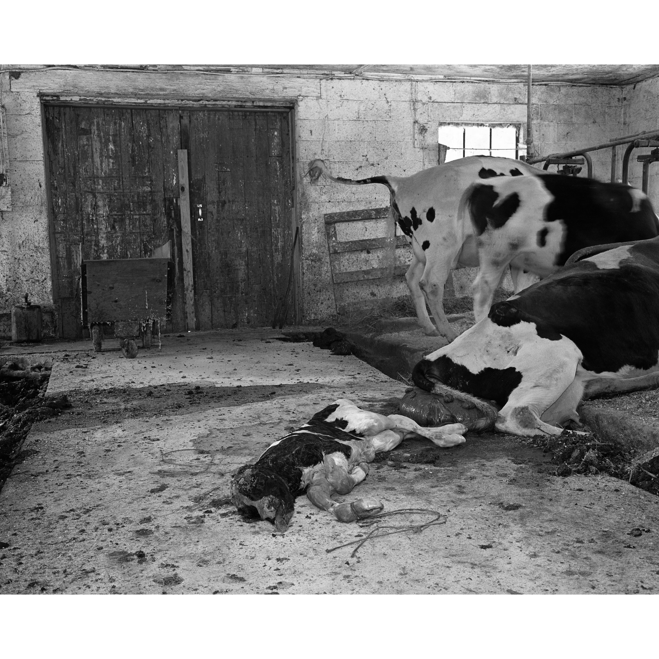 still born calf325.jpg