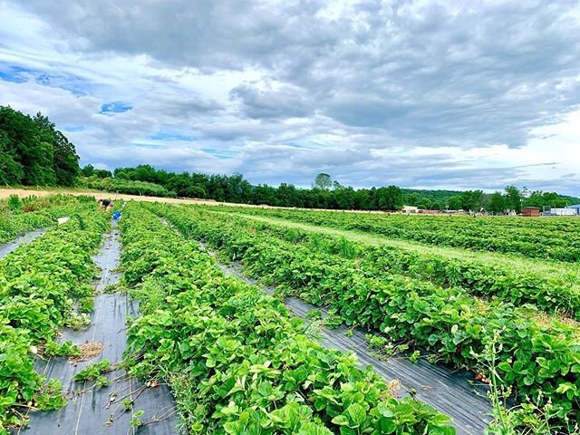 Grab a pal, venture out the last day of pickin season, and clean the wide-open fields on a budget 🍓