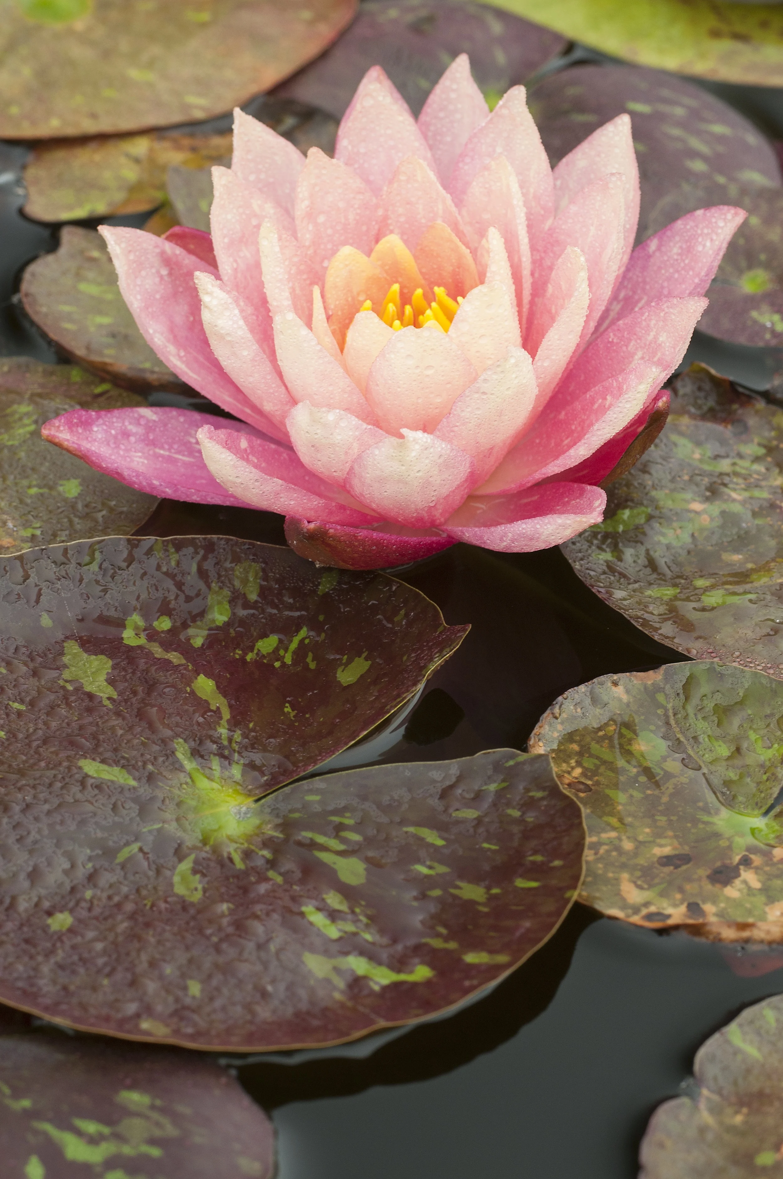 GregTuckerWaterLily.jpg
