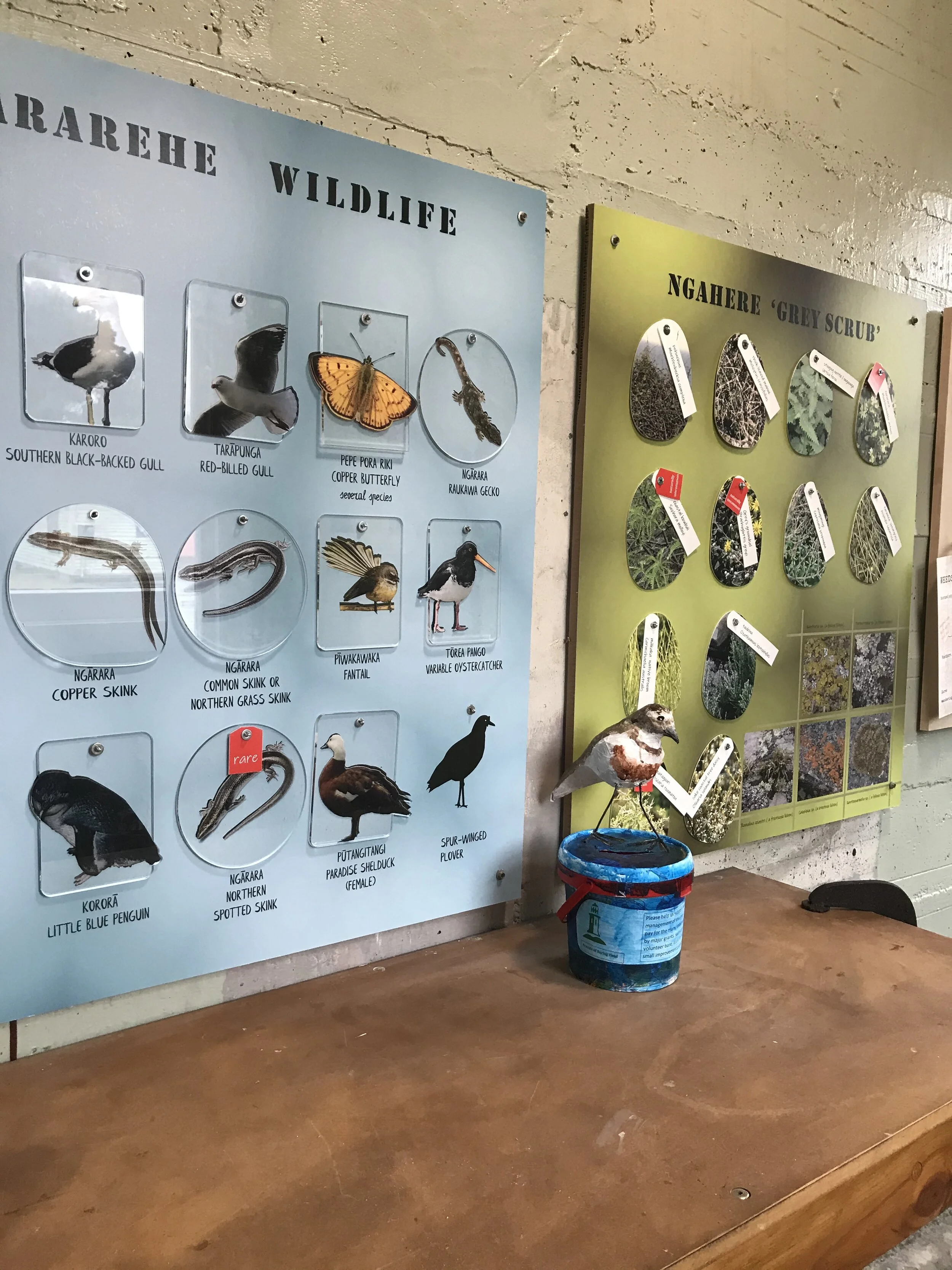 Baring Head - natural history