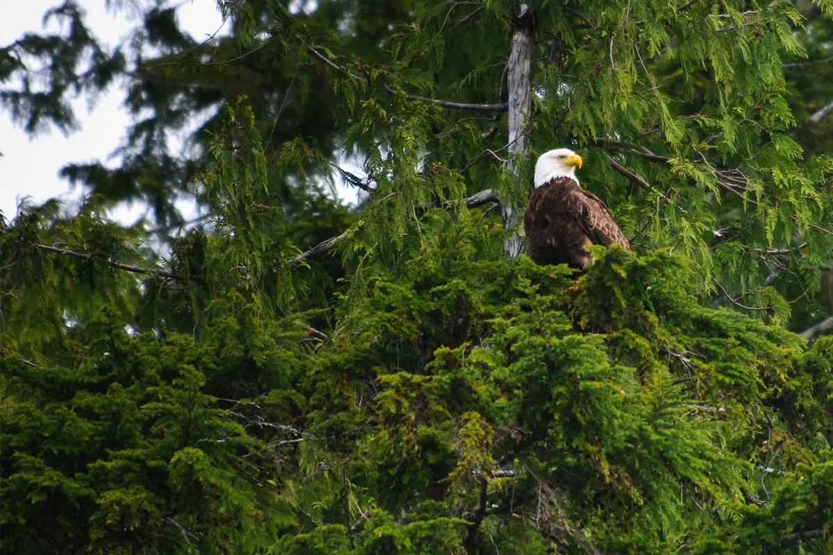 Experiencing God’s Love Through the Splendor of Creation