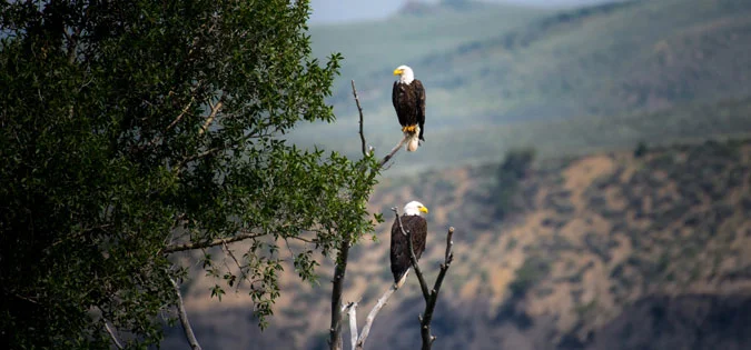 eagles-sitting-in-tree.jpg