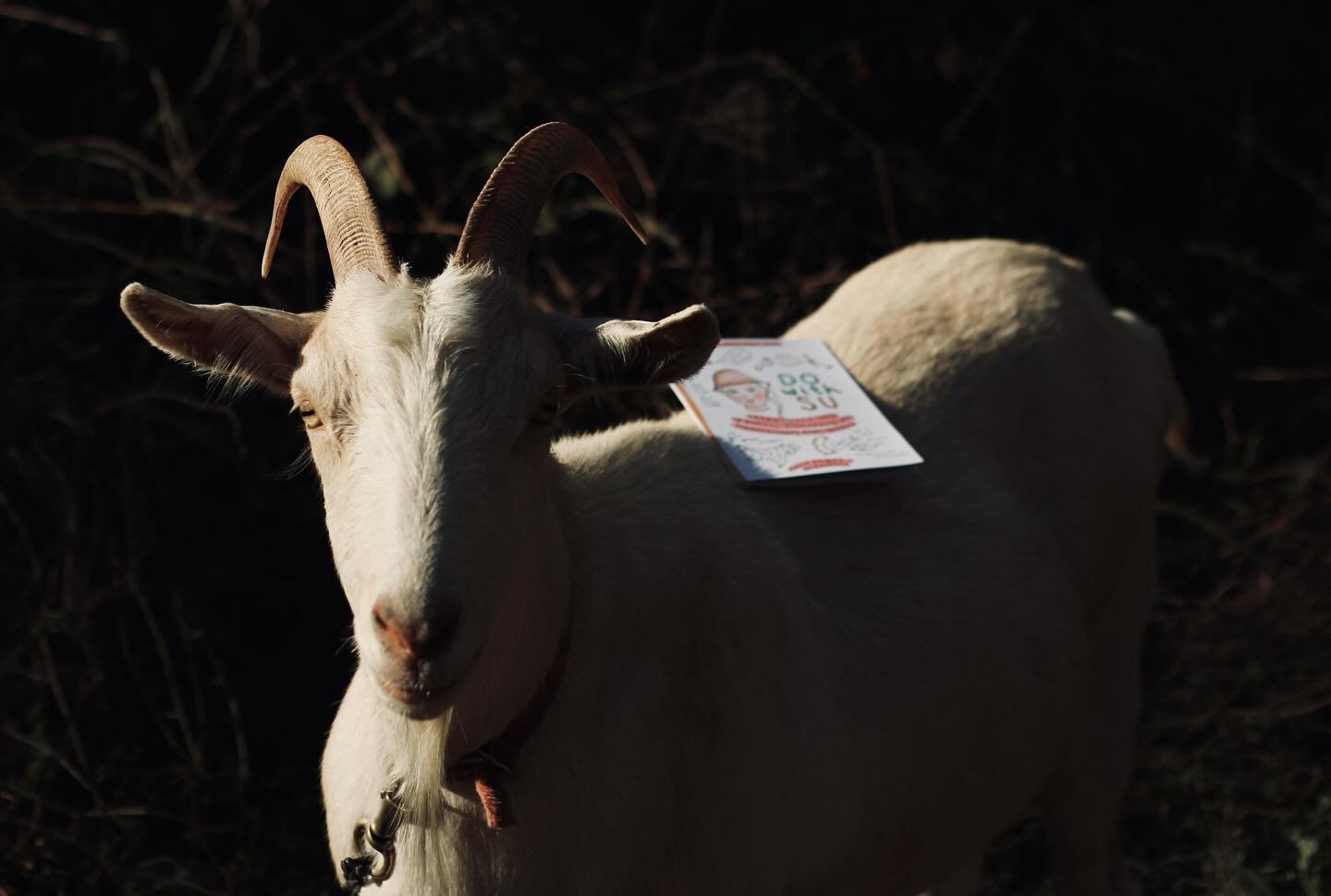 Giveaway! 🥳

If you&rsquo;d like to win a copy of my limited-run zine in honour of permaculture&rsquo;s most radical grandma Su Dennett, roll on over to @retrosuburbiaofficial and await further orders.
 
📸 This is Charlie, my #1 goat and forbidden 
