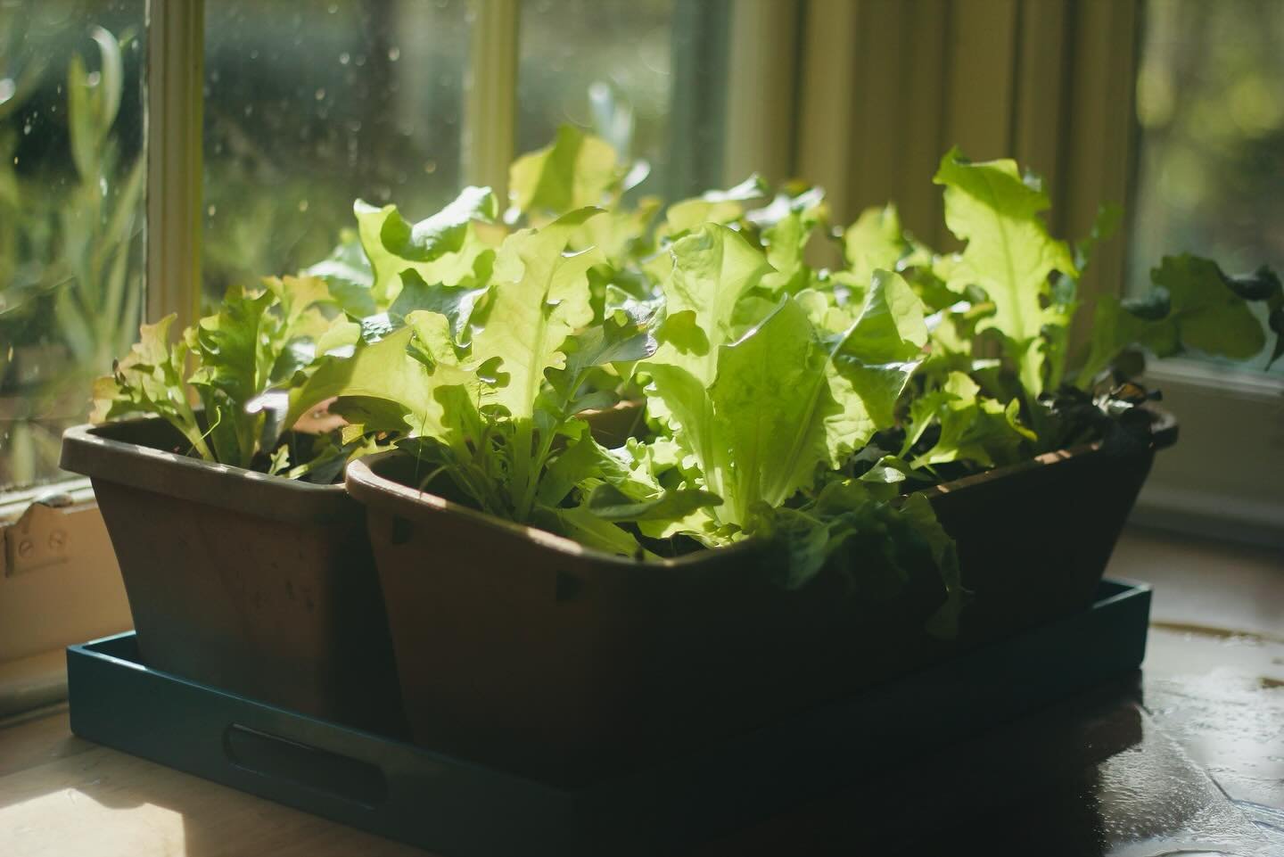 Living at Melliodora was like being the resident rodent in one of those fancy green grocers with free rein to nibble everything.
Now I&rsquo;m recalibrating to being a rental rakali in deep winter when the garden&rsquo;s asleep and I gotta buy the ri