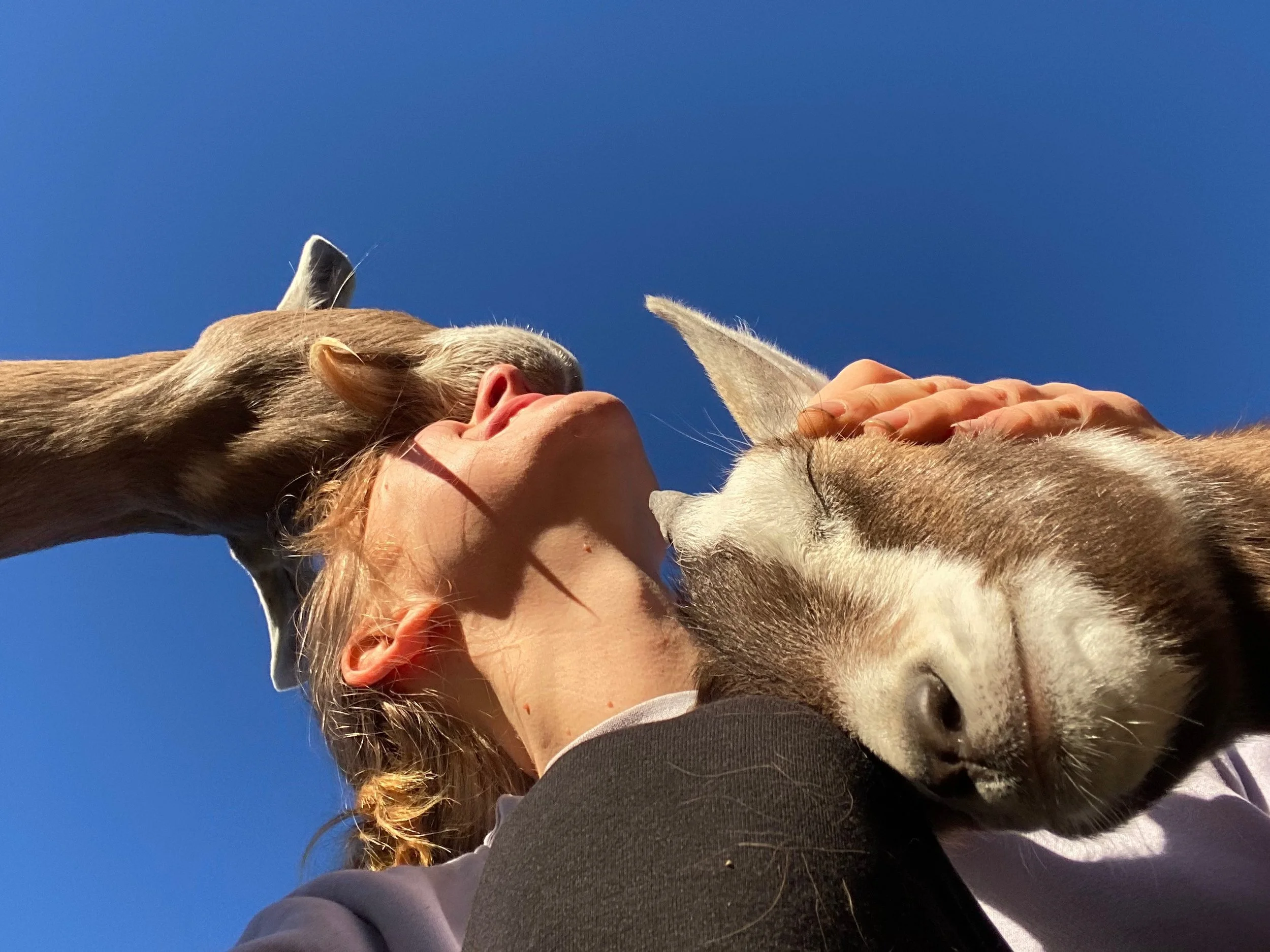Healing social anxiety via goats
