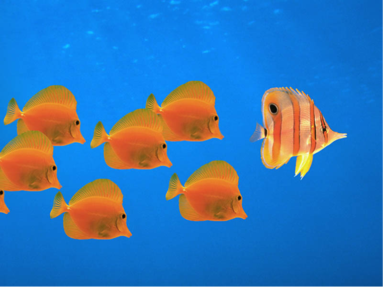 Follow.png