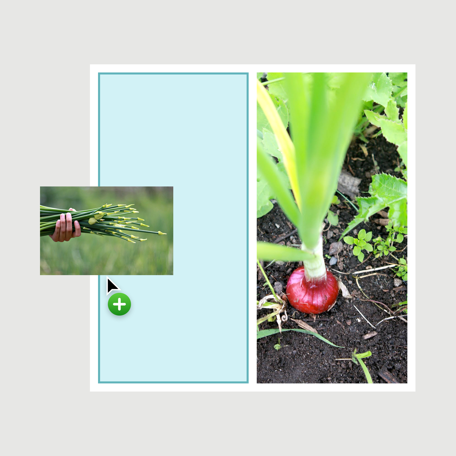 Images could be added, rearranged, and replaced directly within the collage.