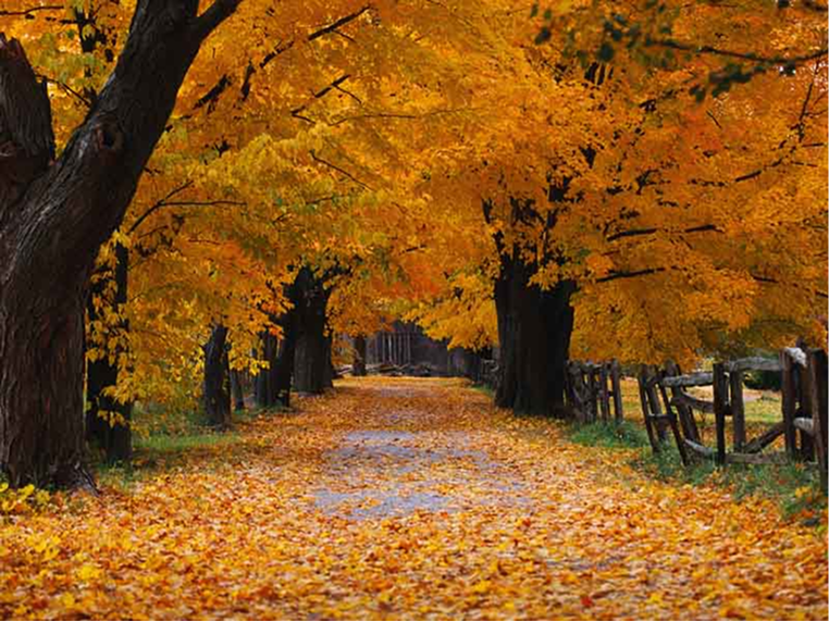 Autumn.png