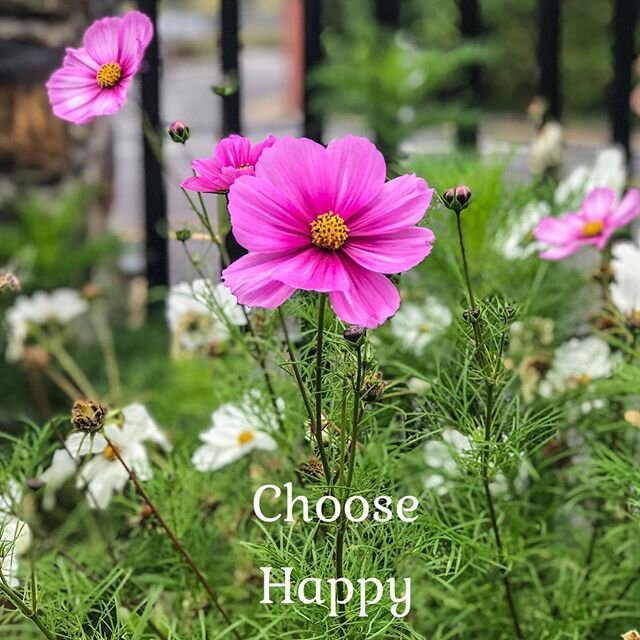 Choose Happy.
#flowers #naturephotography #spring #janarodmakerphotography