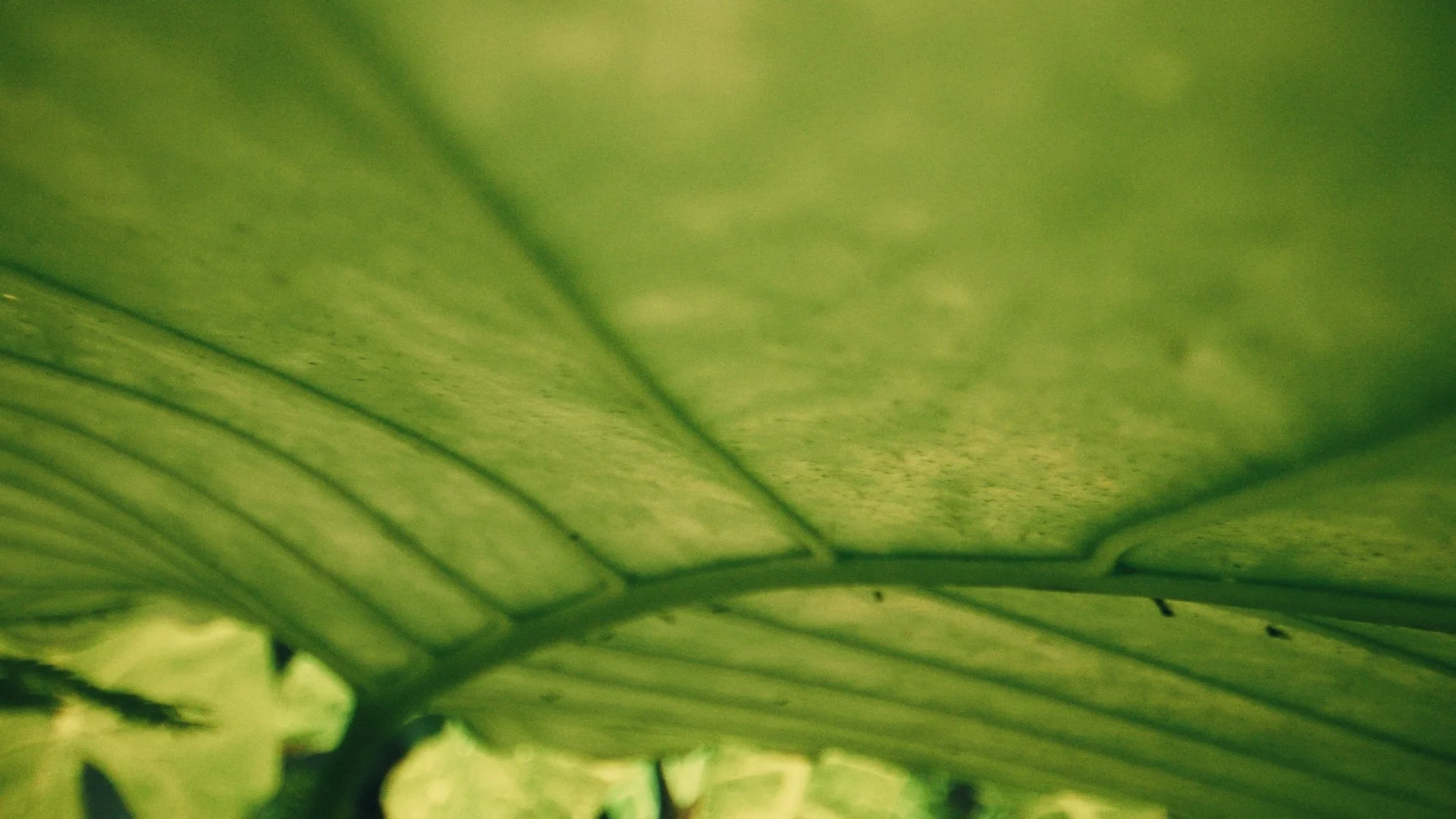 still1_1.25.1.jpg