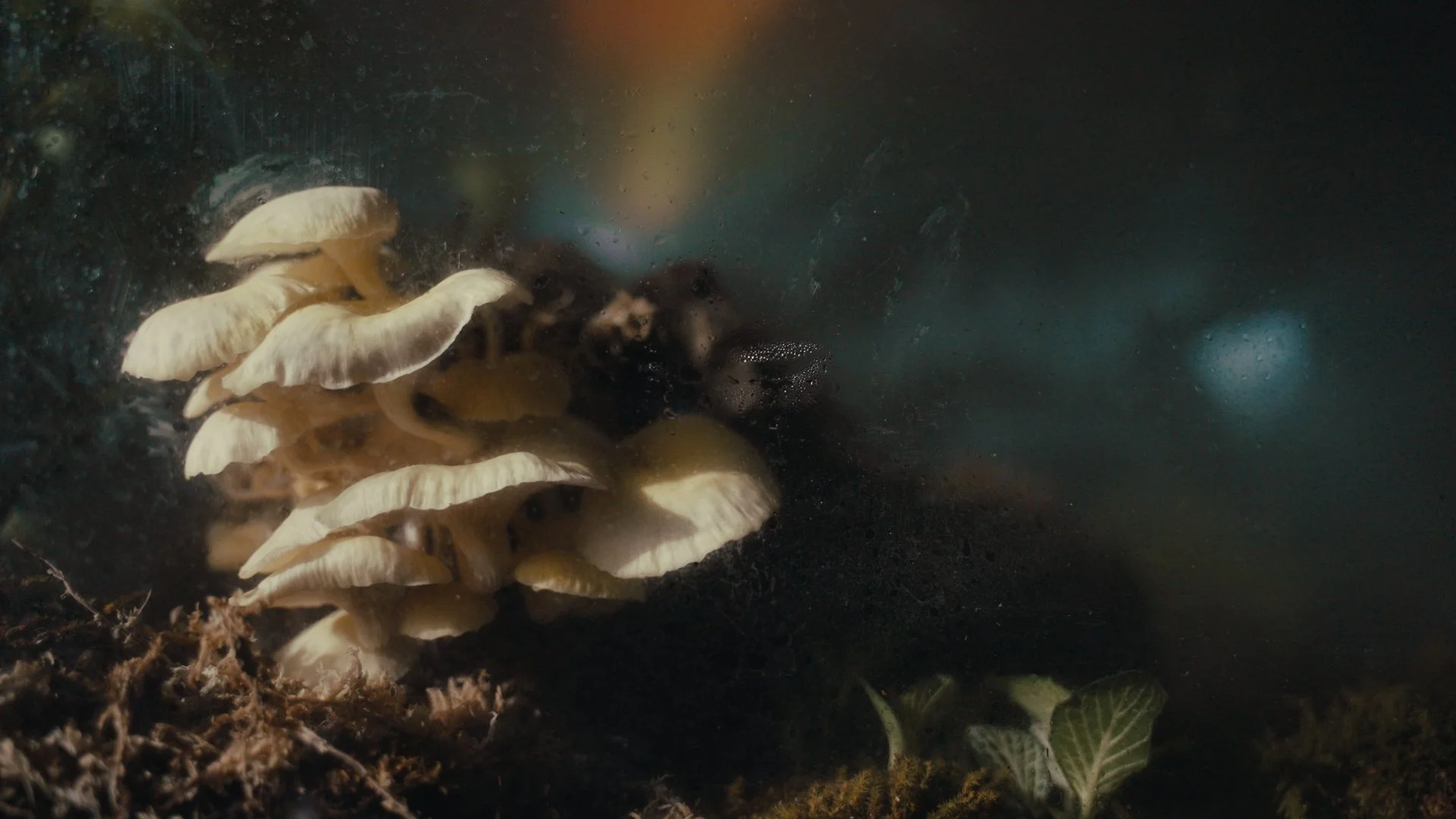 Mushroom Cloud 