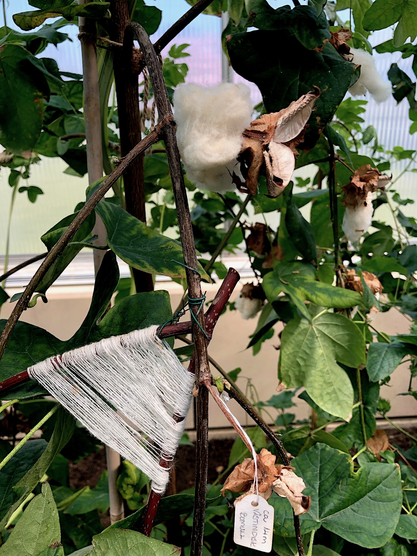 Bergianska Tradgarden