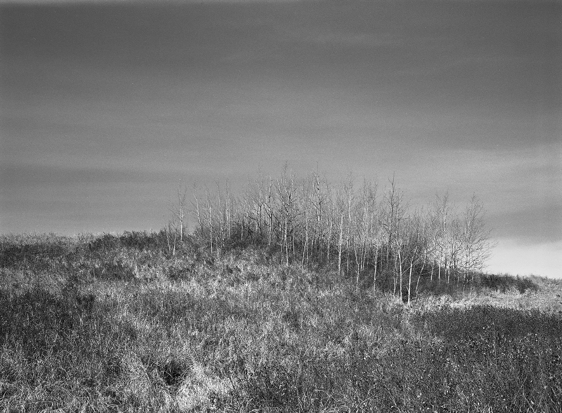 Pre Spring Study No.8.png