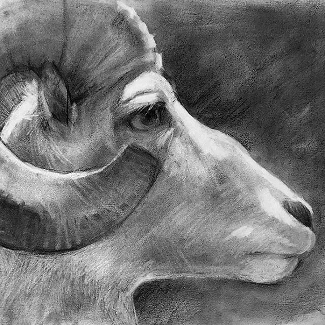 My very handsome Valentine this year lives @harvardmuseum with his friends under a giant whale skeleton. He was kind enough to offer me his profile for an hour or so... ❤️⁠⠀
⁠⠀
⁠⠀
⁠⠀
#ram #sheep #bighornsheep #mountaingoat #animalart #naturalsciencei