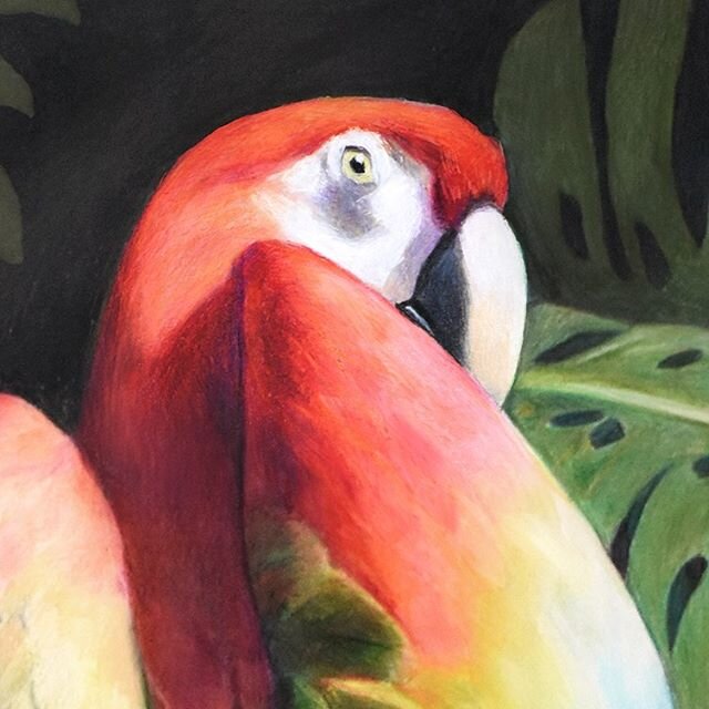 More color, as promised 🌈⁠ to uplift during these often darker times..
⁠⠀
Two details from a recent large-scale piece I worked on of rainbow-colored #macaws - these characters live with one another in an enclosure overlooking the flamingos @zoonewen