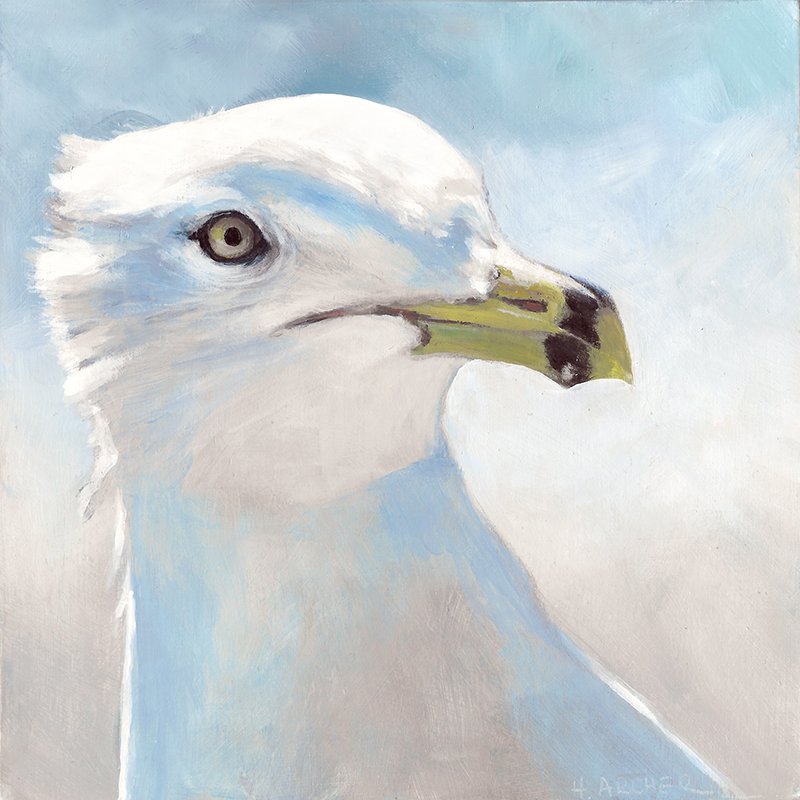 Glamour Gull