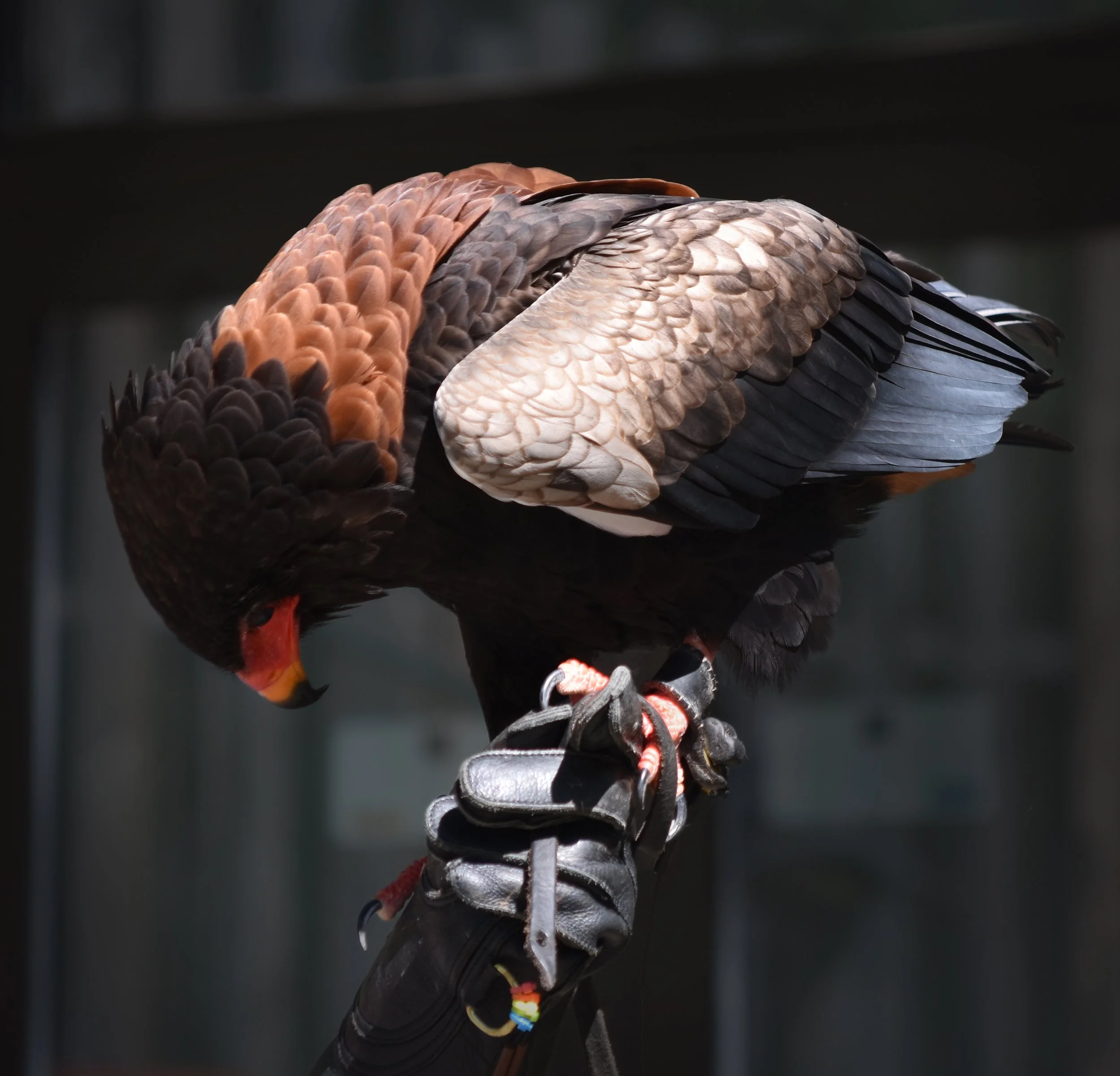 Hawk Bow.jpg