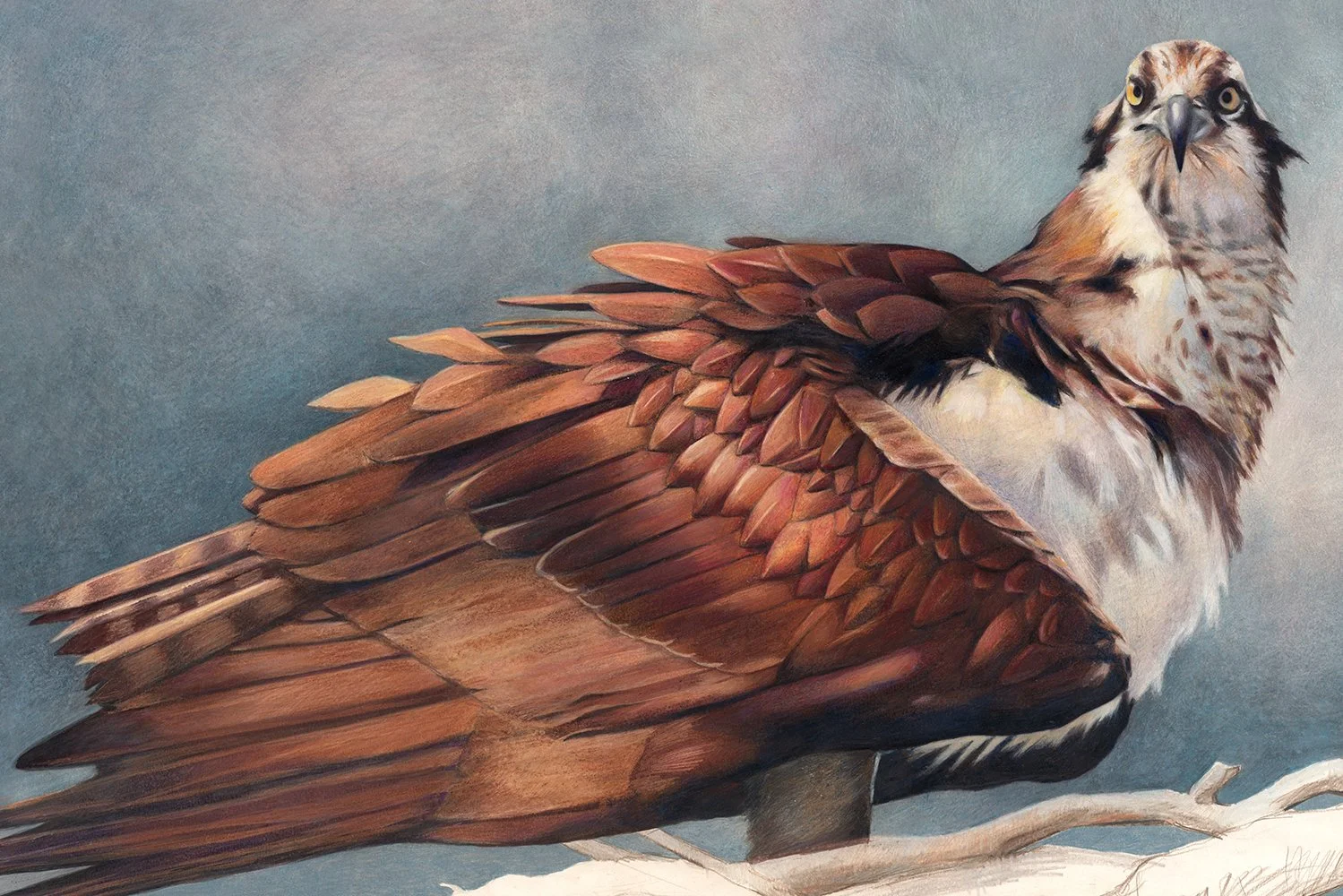 Osprey-Final-Art-web.jpg