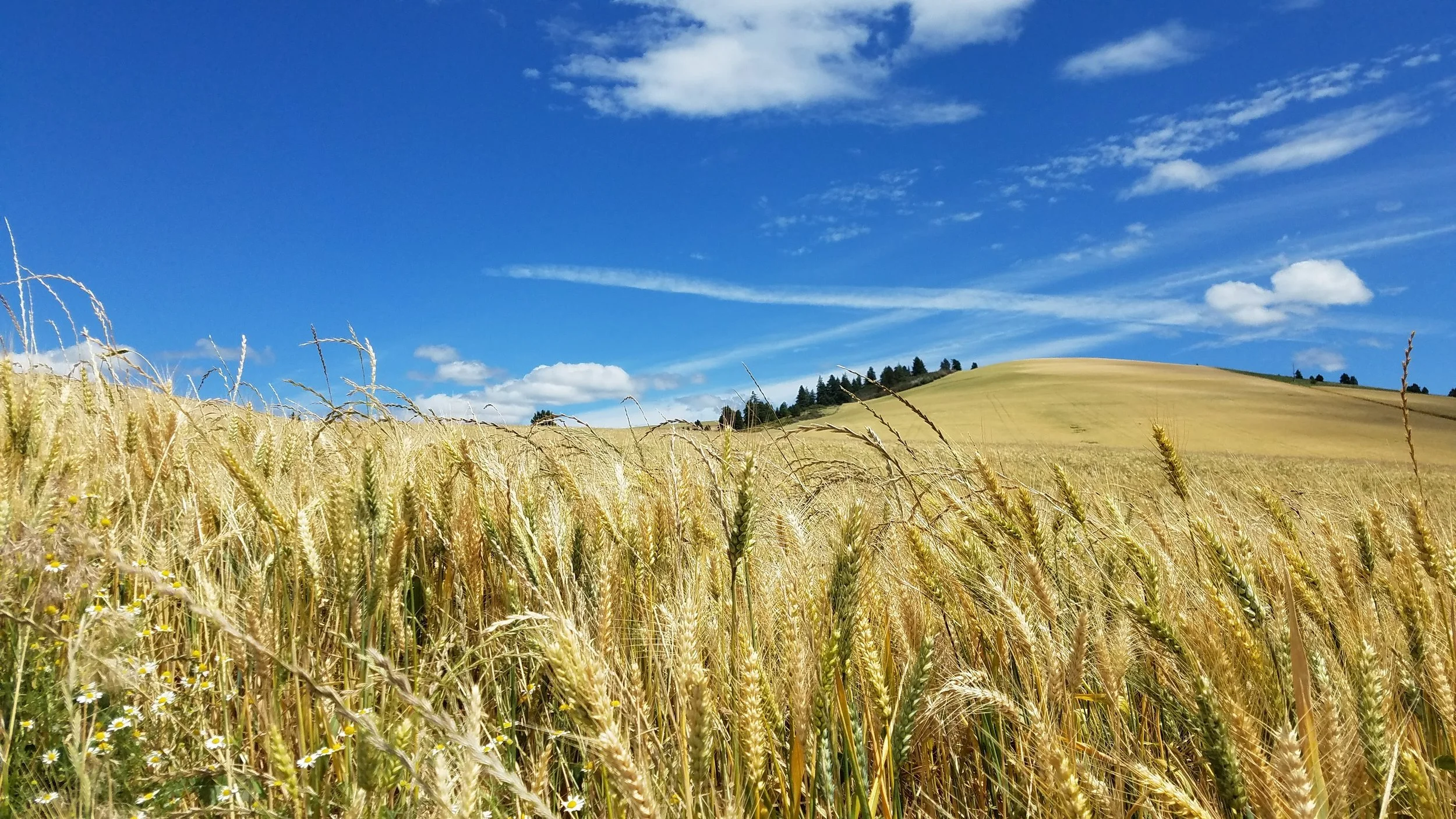 Golden Wheat.jpg