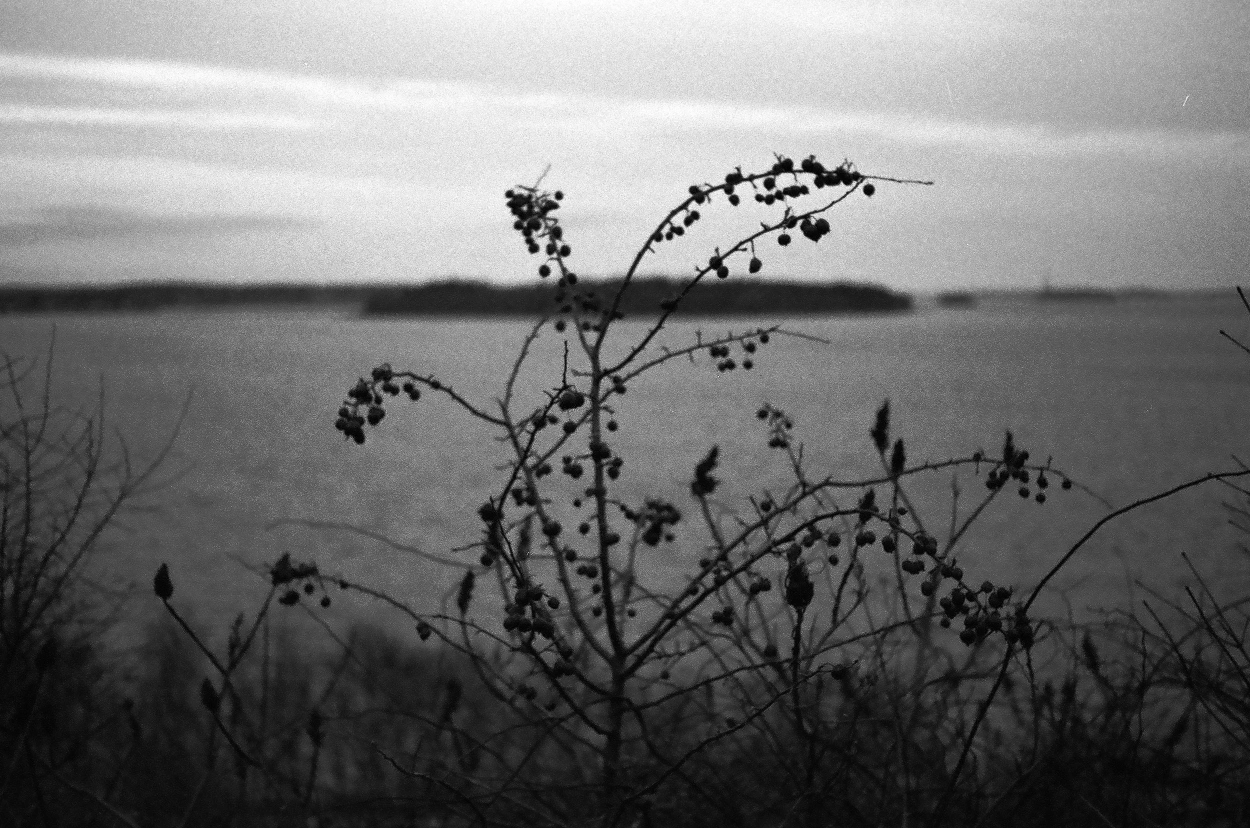 an image of  winter berries with the ocean and Casco Bay behind it in the distance.