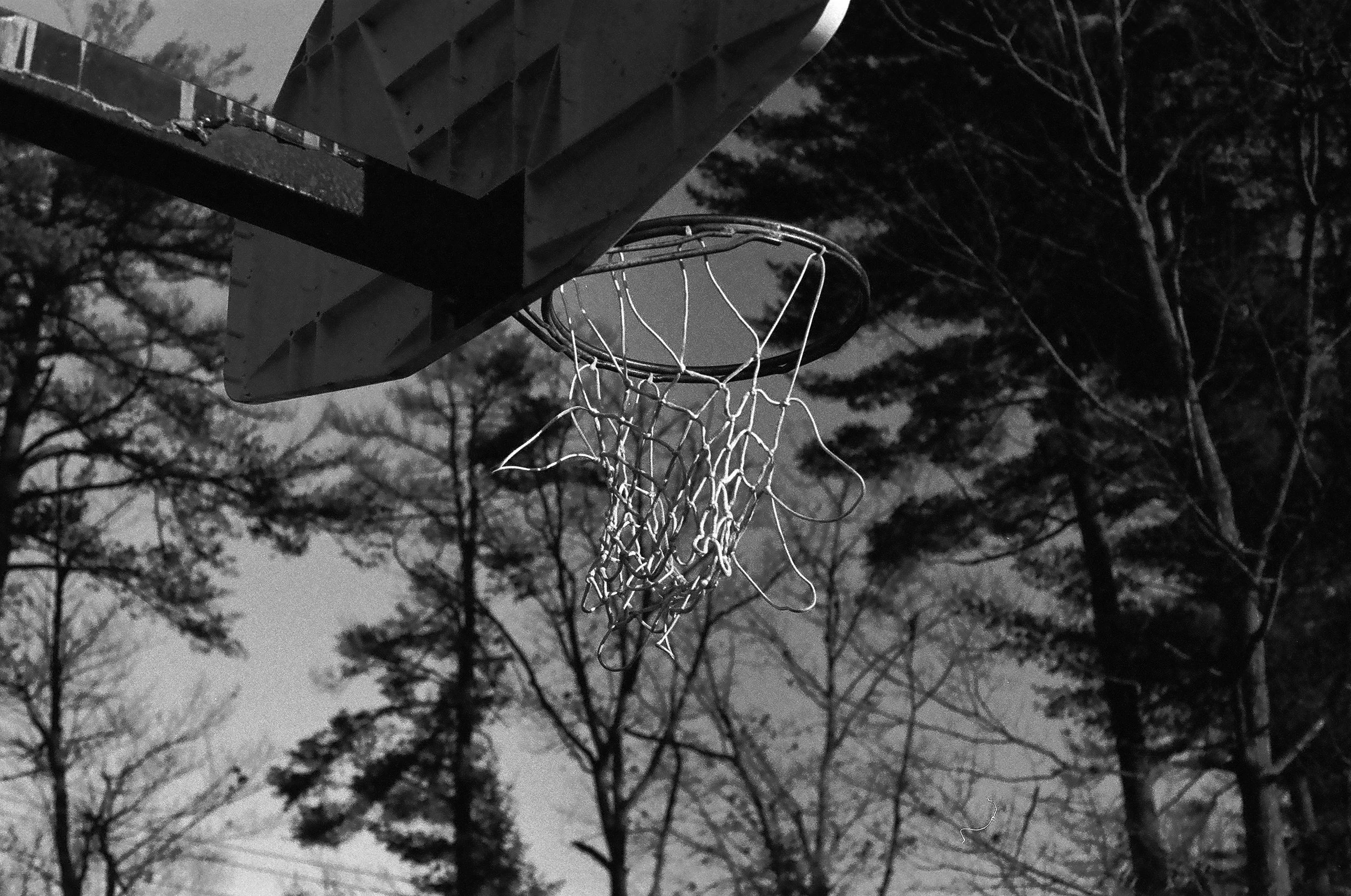 an image of a basketball hoop with tall pine trees in the distance. The loops for the basketball hoop are loose and hanging down.