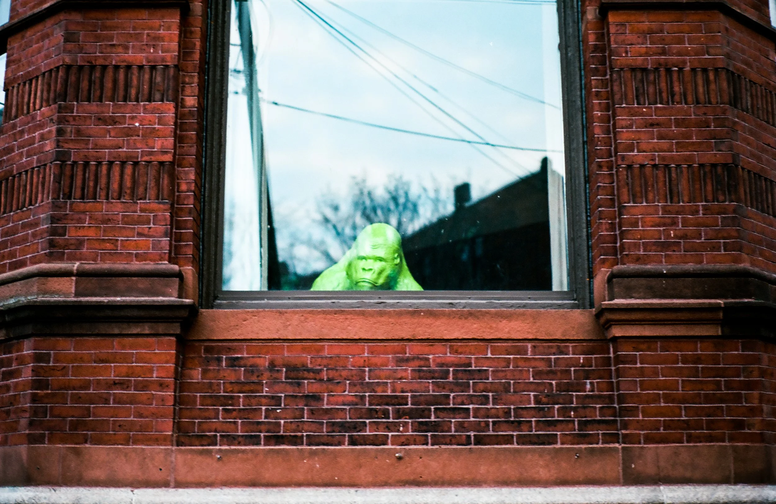 a neon green gorilla statue in an window of a brick building in the Old Port, Portland Maine. 2021