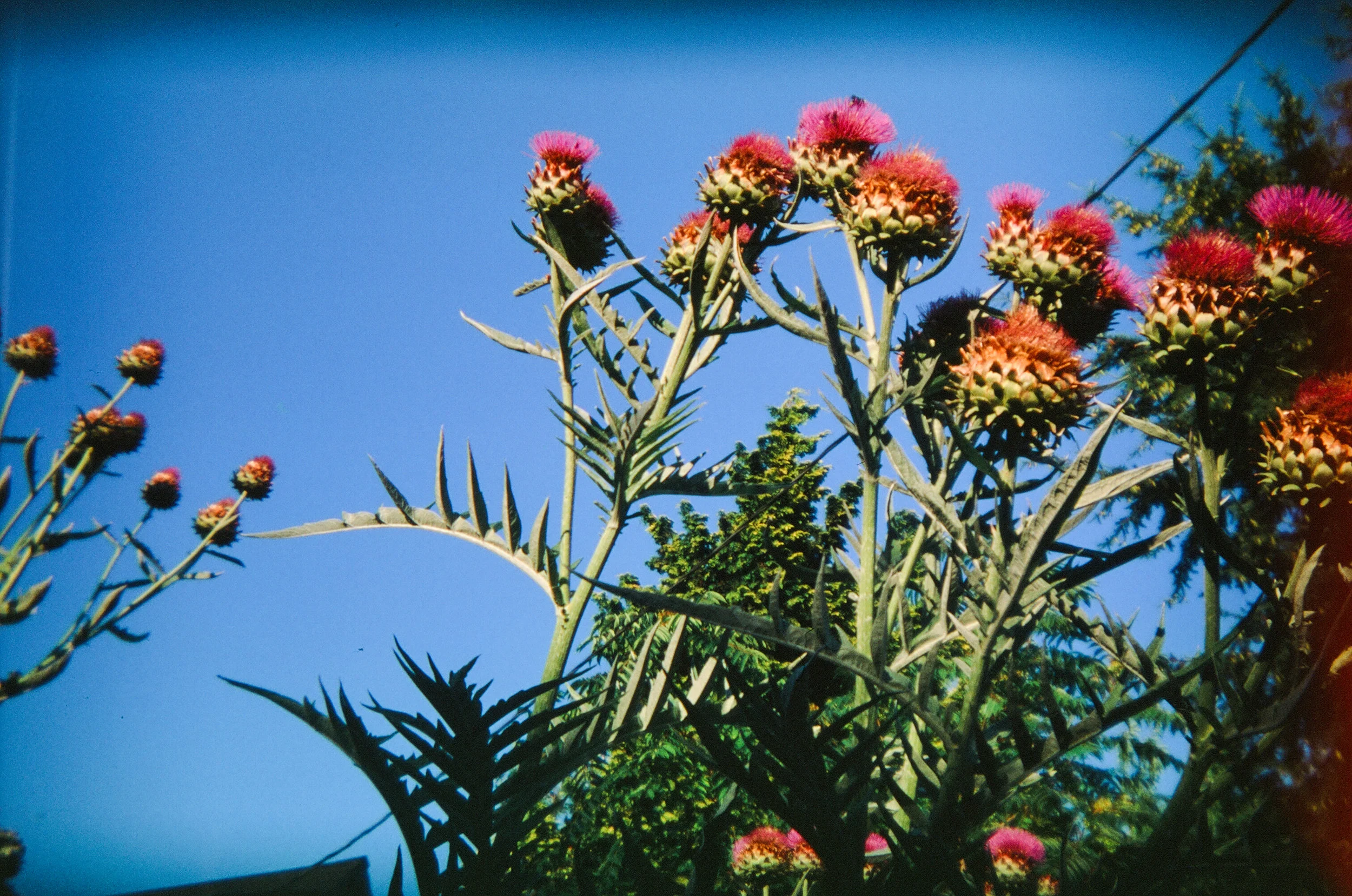 Giant purple thistle