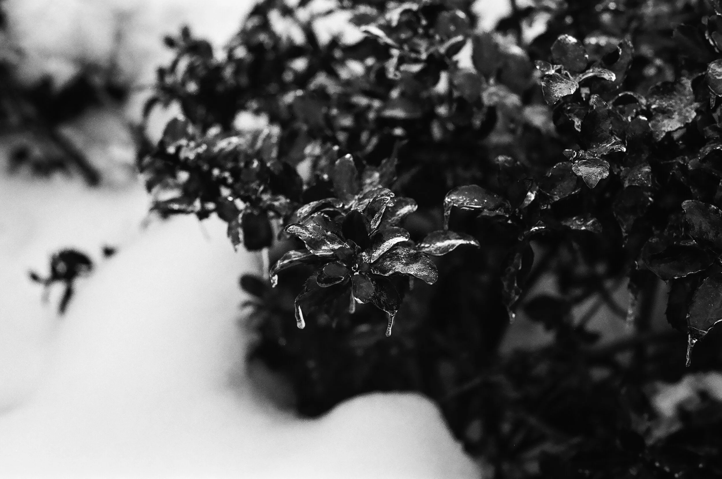 a black and white image of frozen holly leaves dripping with ice. There is snow in the background.