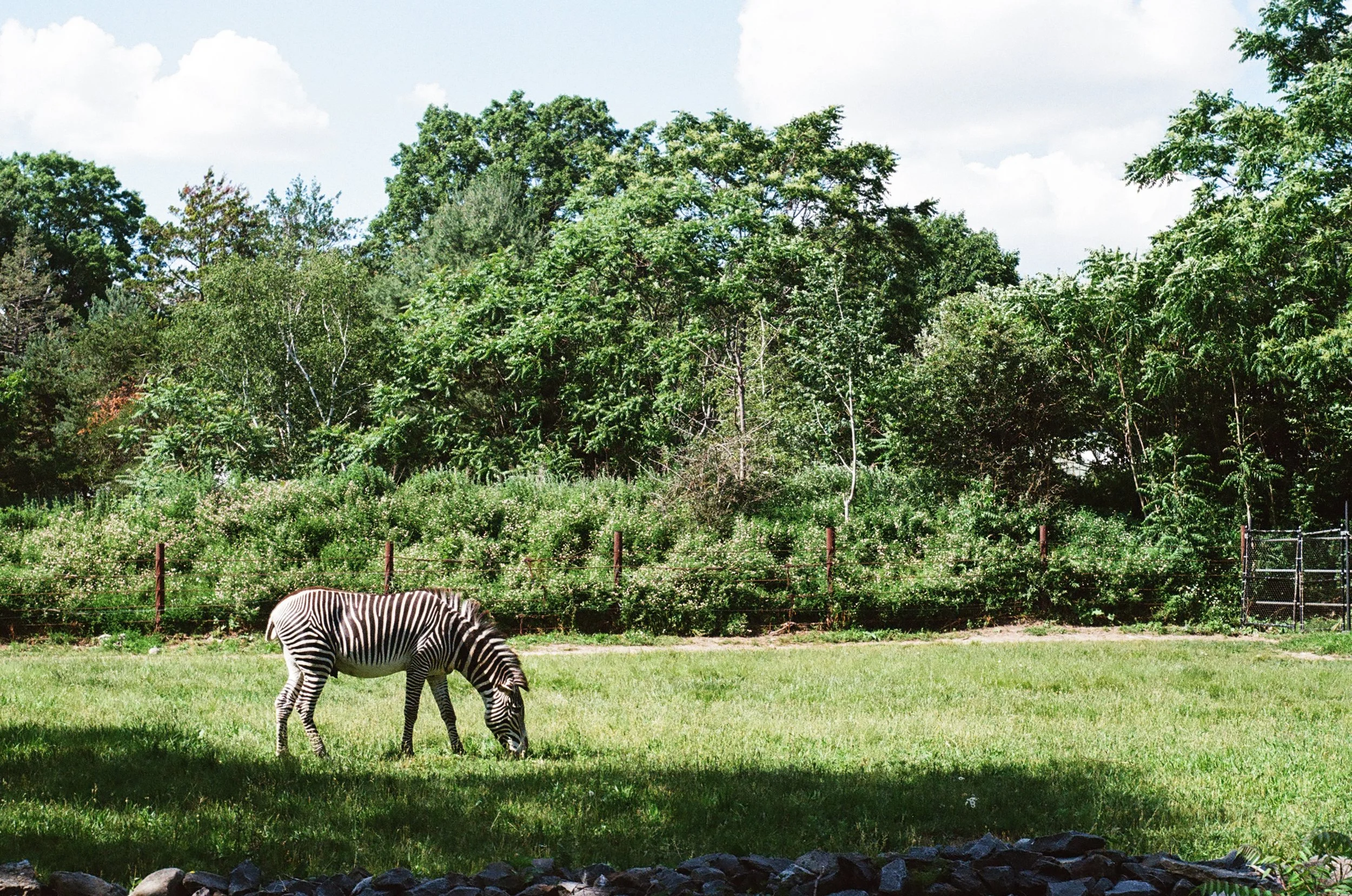 lomography-400-zebra.jpg
