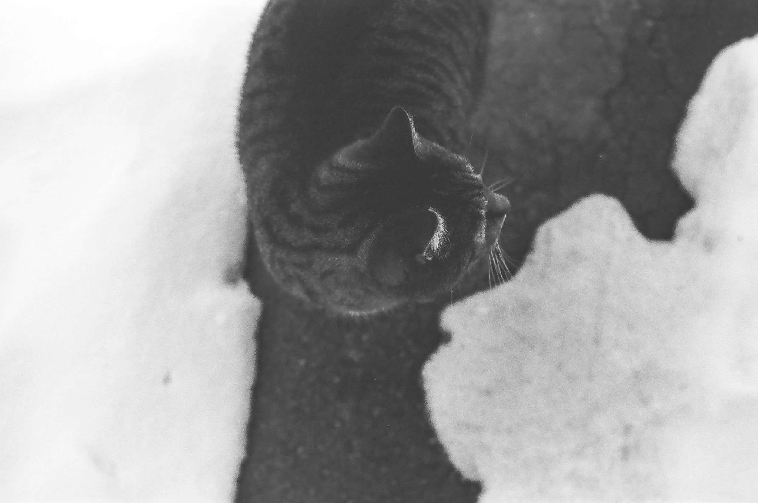 an overhead view of a tabby cat walking on pavement with snow all around them. You can see their white whiskers and fluffy ears. They are looking to the right of the photo.