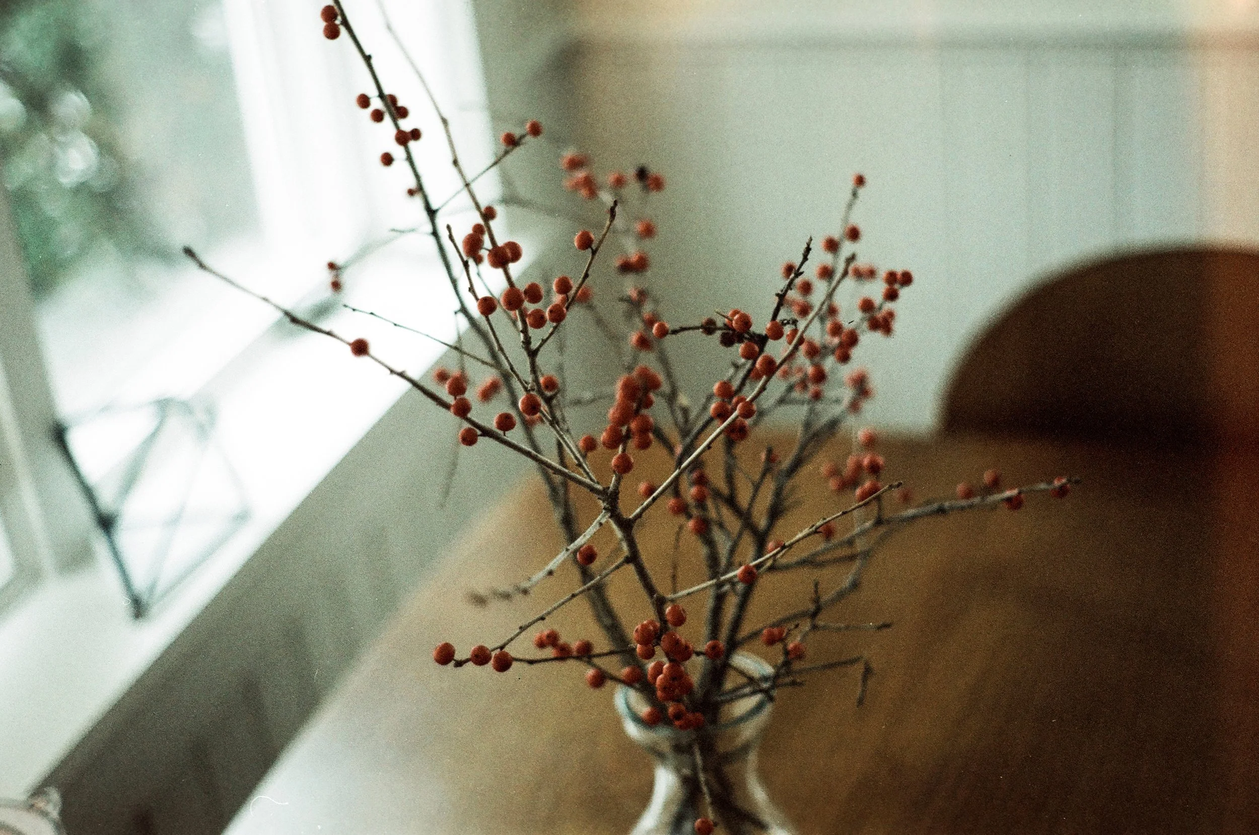 a vase of red winter berries on a table next to a window. This photo was taken using Lomochrome Metropolis film.