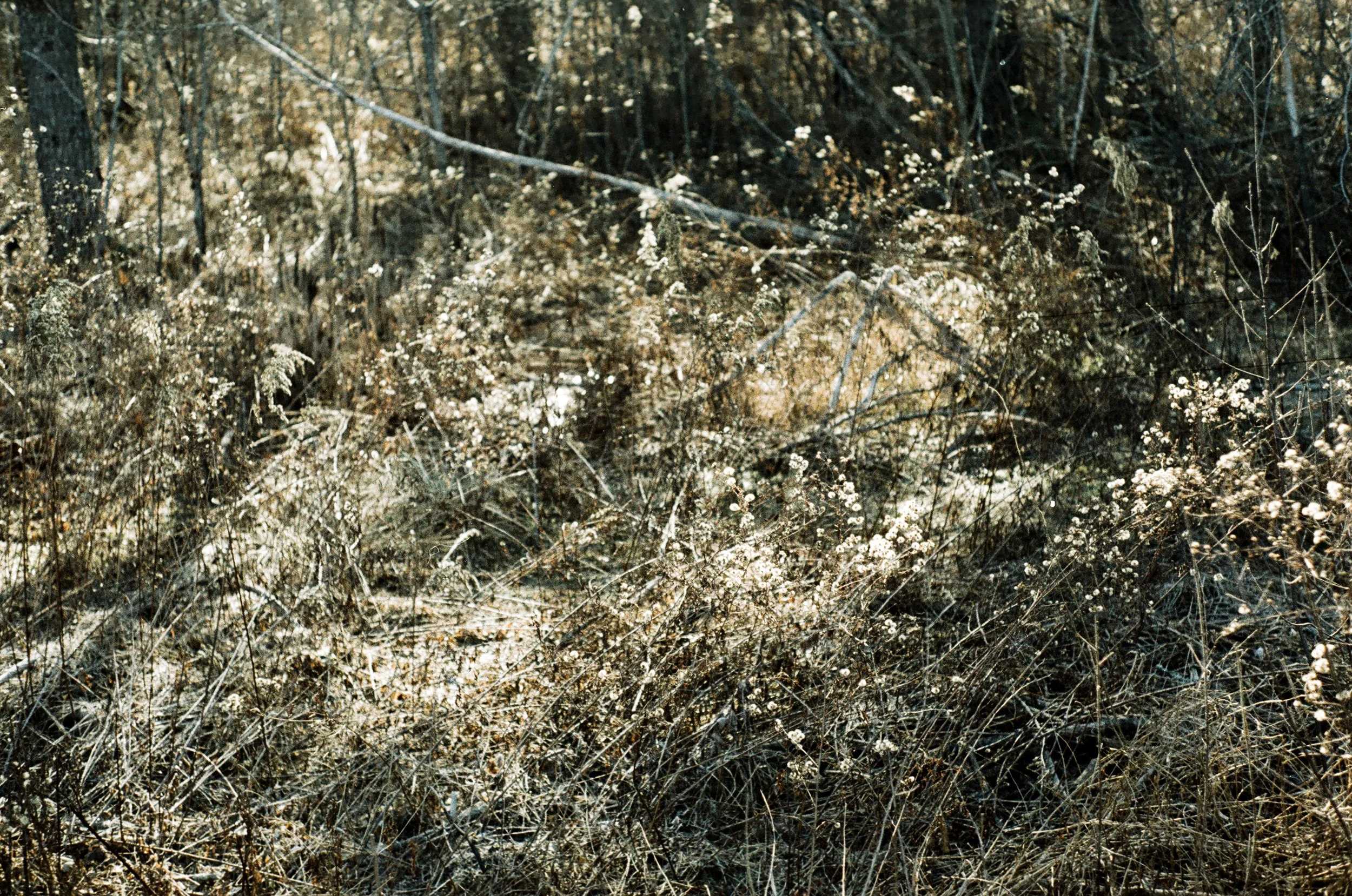 flowers in winter on Lomochrome metropolis film.