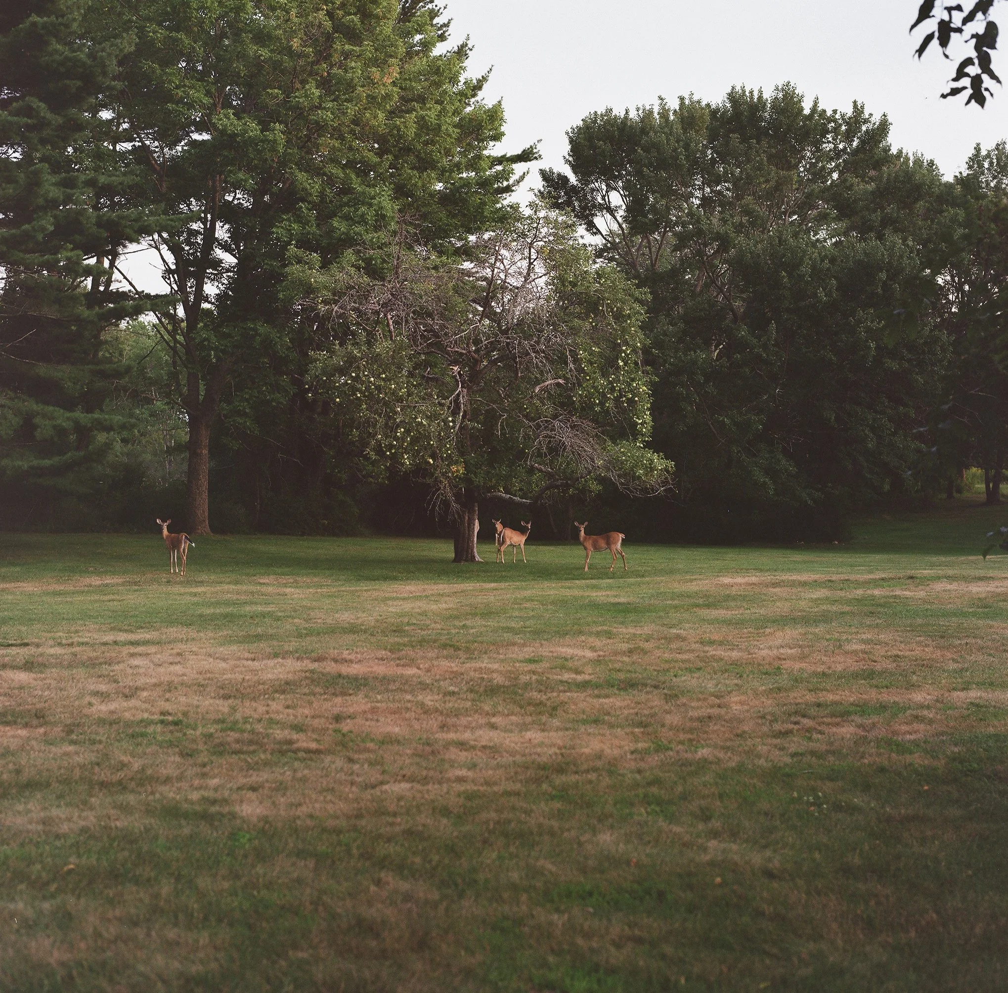 an image of four dear in a big field standing under an old apple tree.