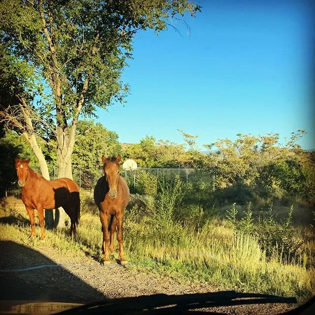 Feral horses patiently waiting to cross the road on the way to school. #wildhorses #placitasnm #wildwildwest