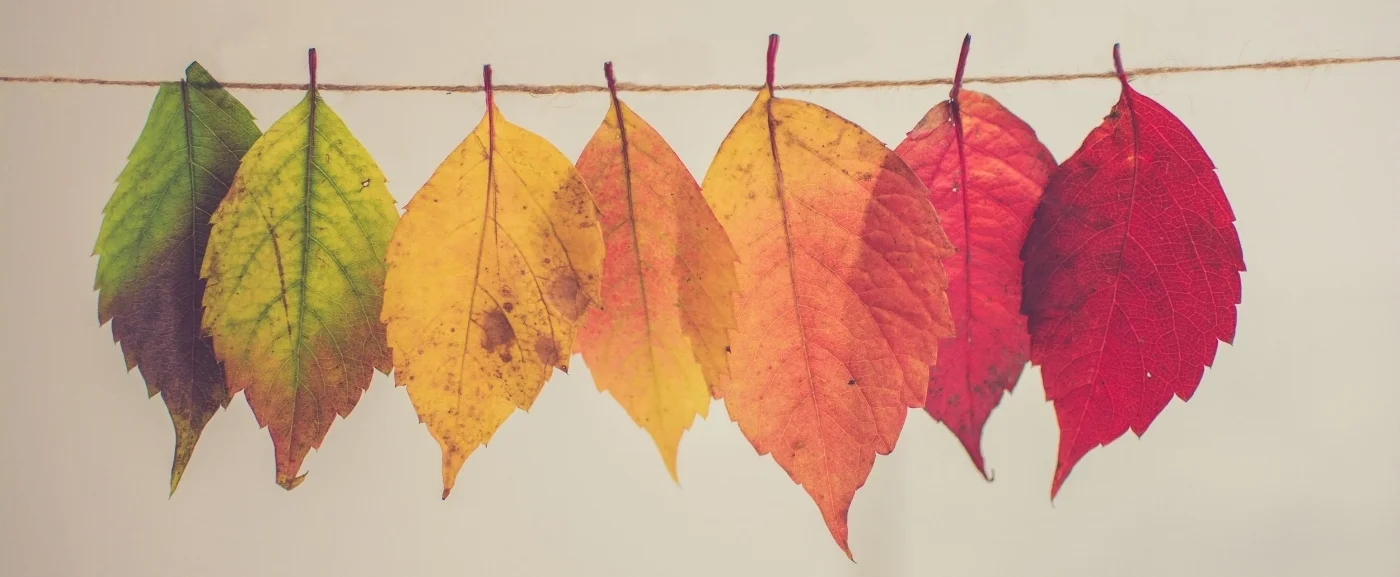rainbow leaves.jpg