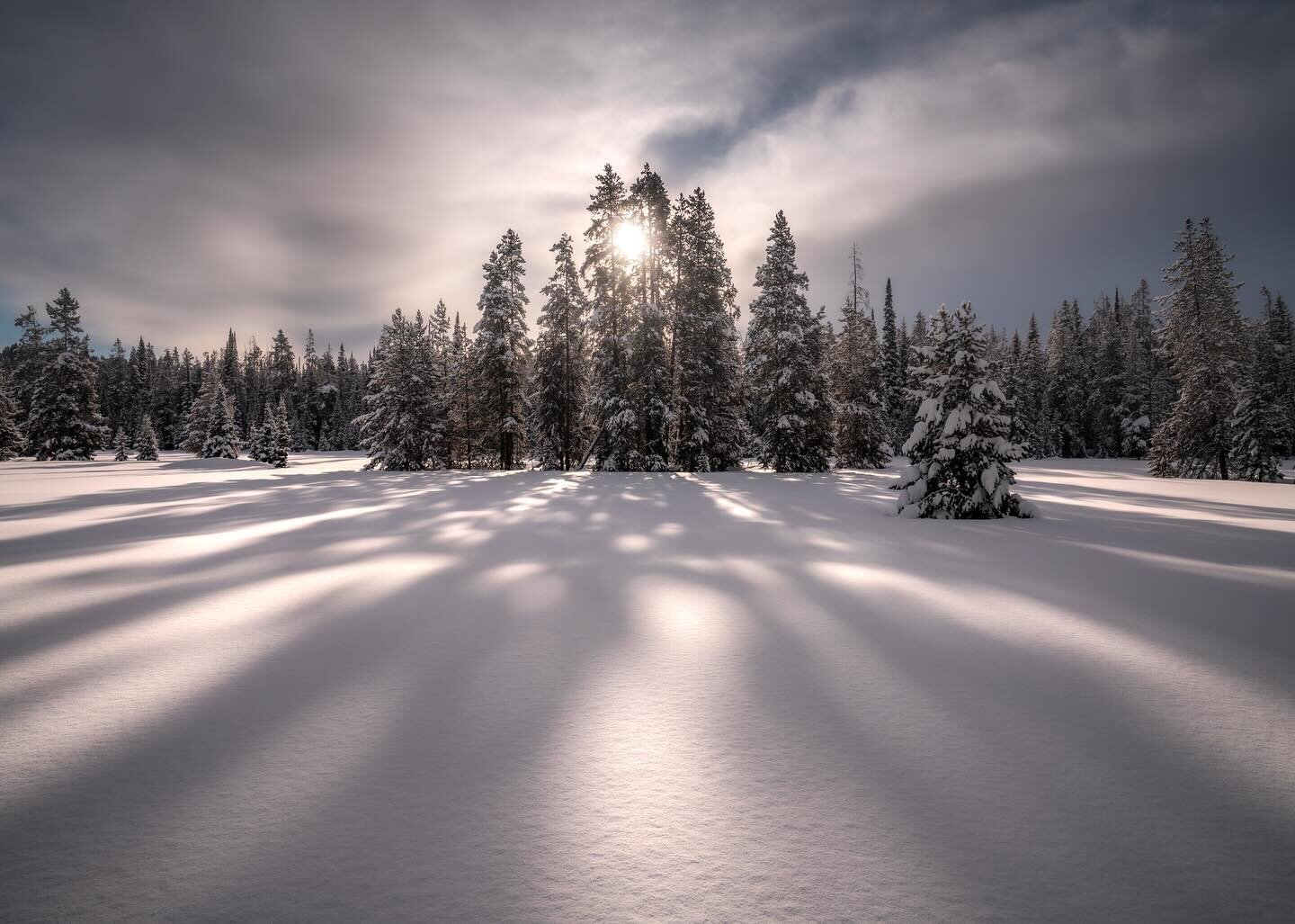 Into the pine meadow&hellip; 

Here&rsquo;s a set from the morning after after about 16 inches of fresh snow had dropped on a couple feet of existing snowfall&hellip; 
.
.
.
.
#landscape_lovers #pineforest #pinetree #forestcaptures #forestlight #wood