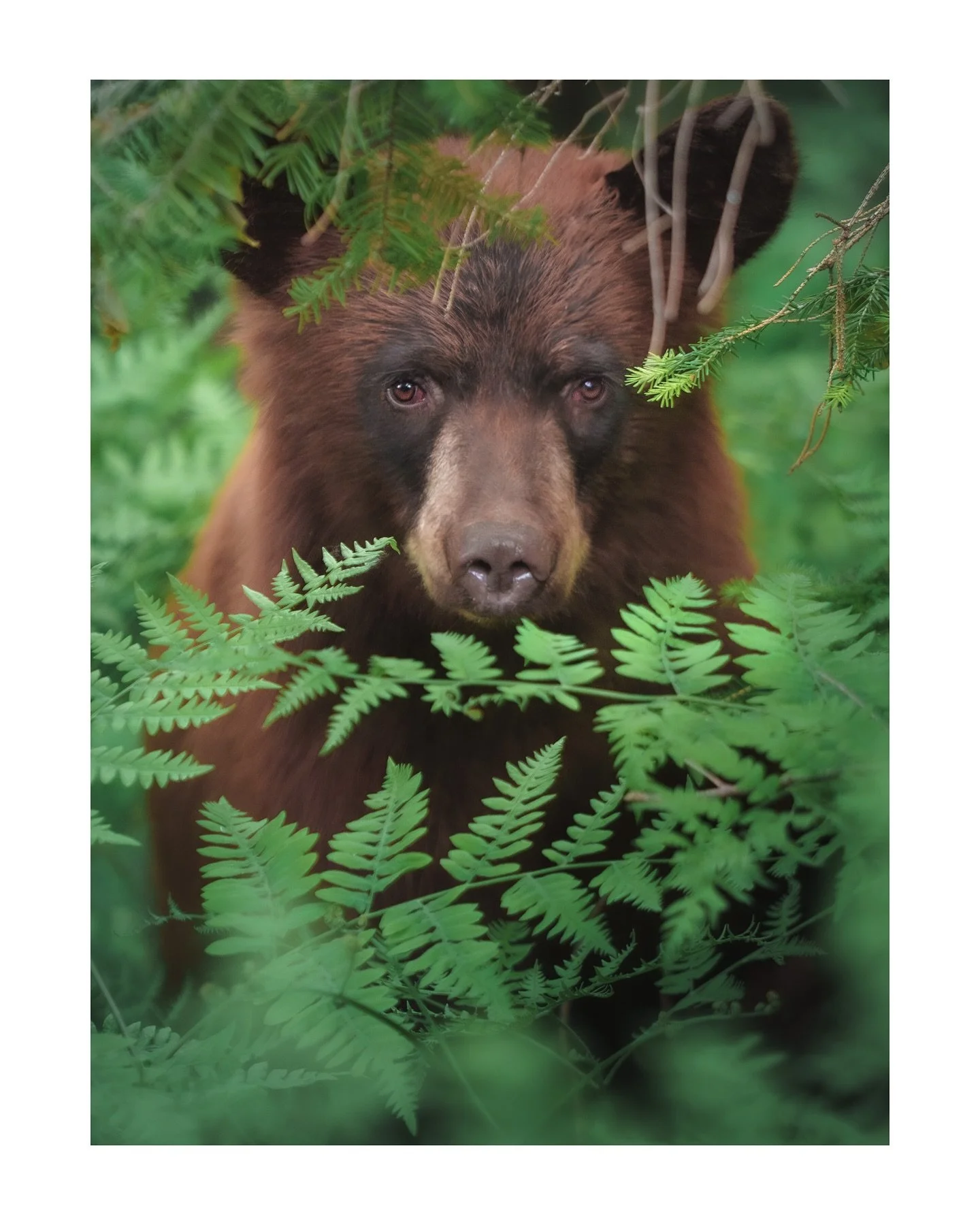 A few shots of a ginger Black Bear roaming through the lupine in the forest&hellip; 

Actually, this might be 2 ginger Black Bears&hellip; lol. I couldn&rsquo;t keep track. But, it was magical regardless, watching the juvenile bears roam about after 