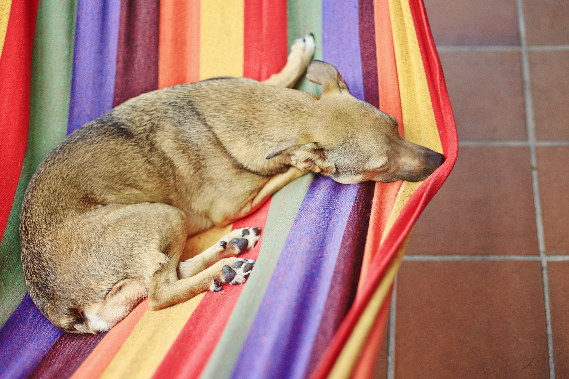 Panicked and Anxious in a Hammock