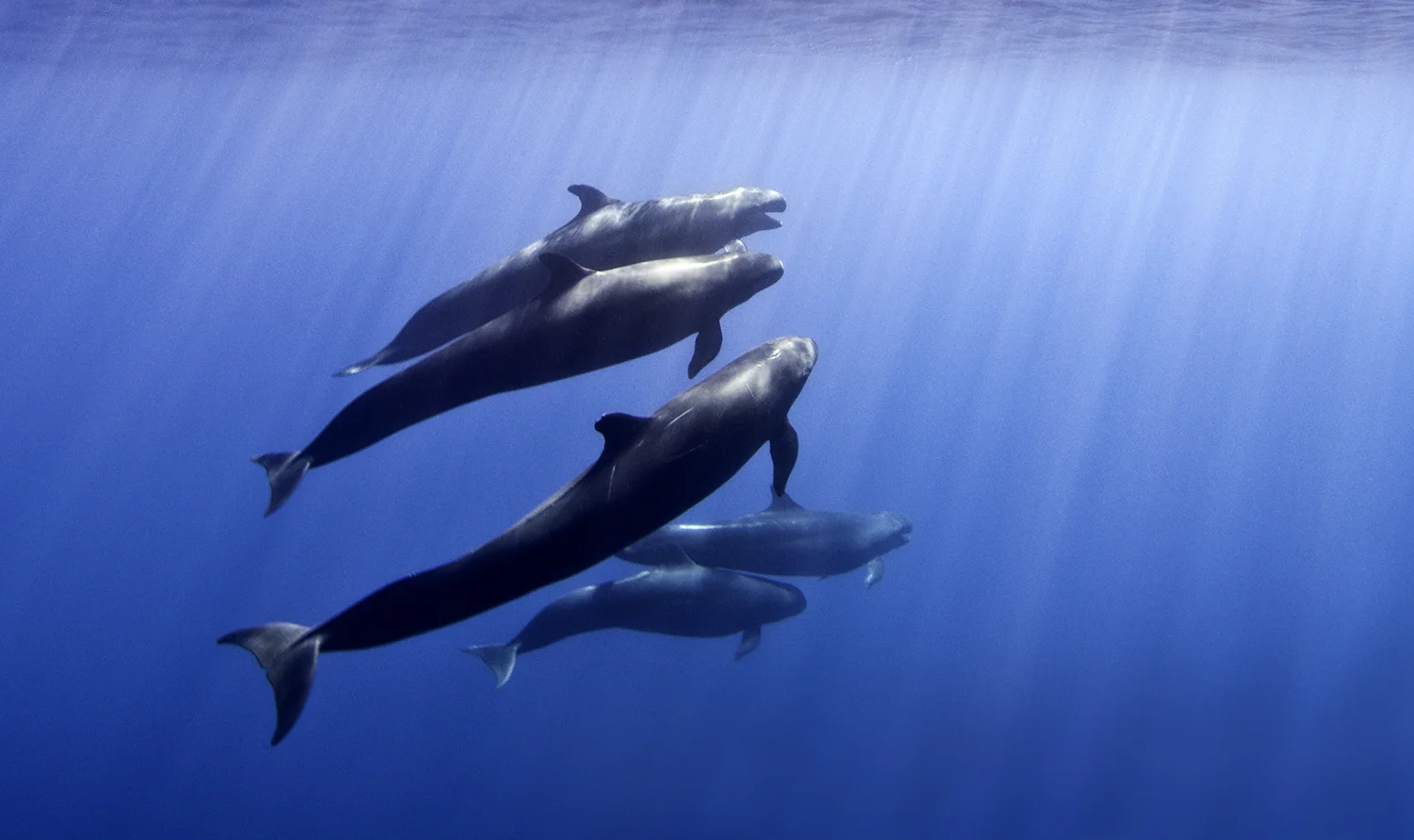 False Killer Whales, Pseudorca crassidens