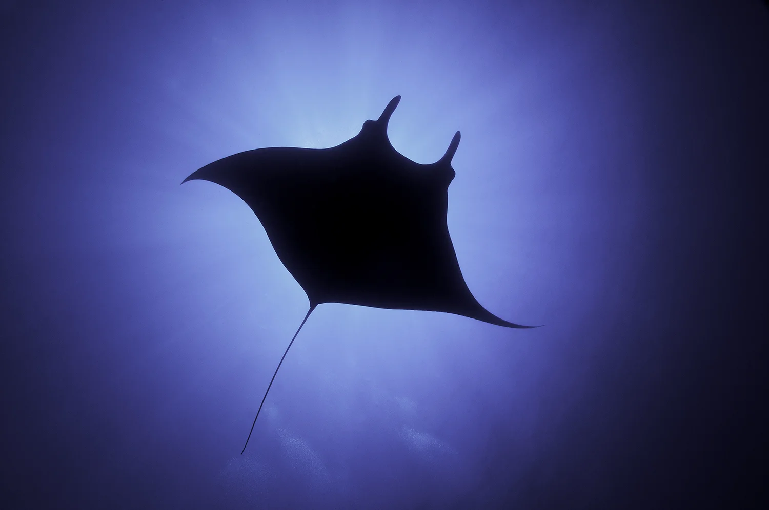 Giant Manta Ray, Manta birostris