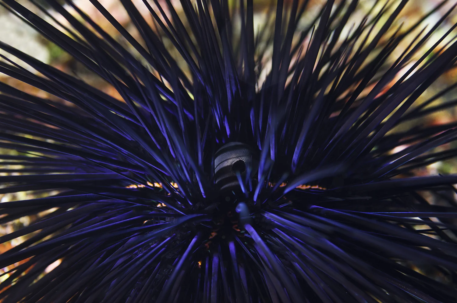 Needle Sea Urchin, Diadema mexicanum
