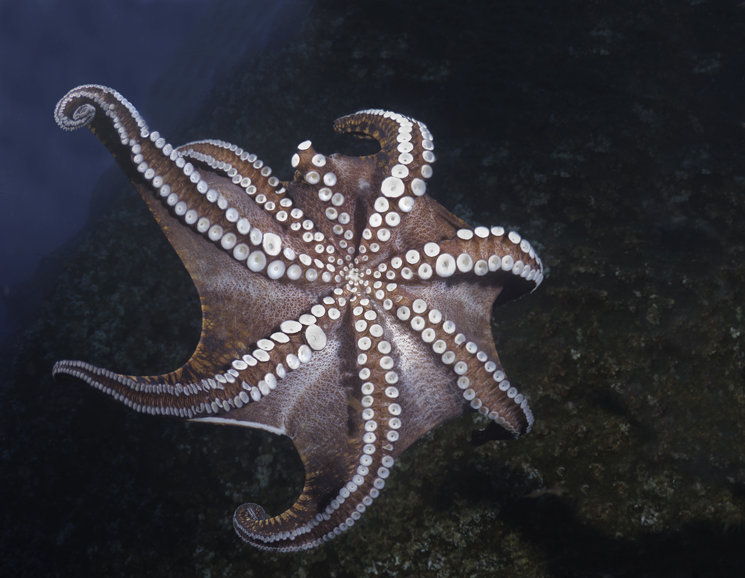 Octopus, Octopus sp