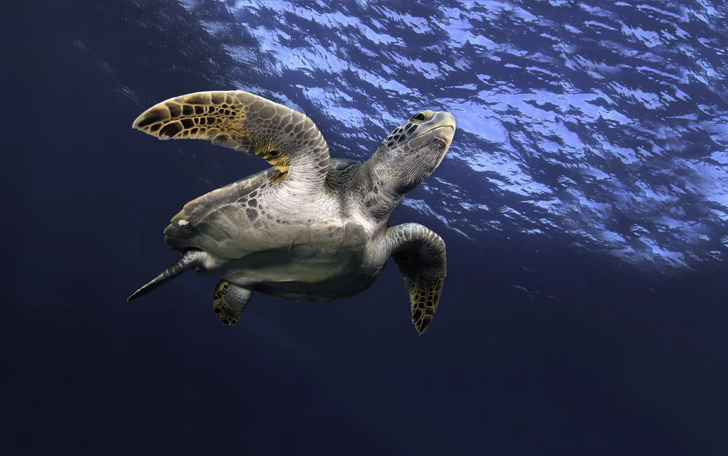 Pacific Green Sea Turtle, Chelonia agassizi