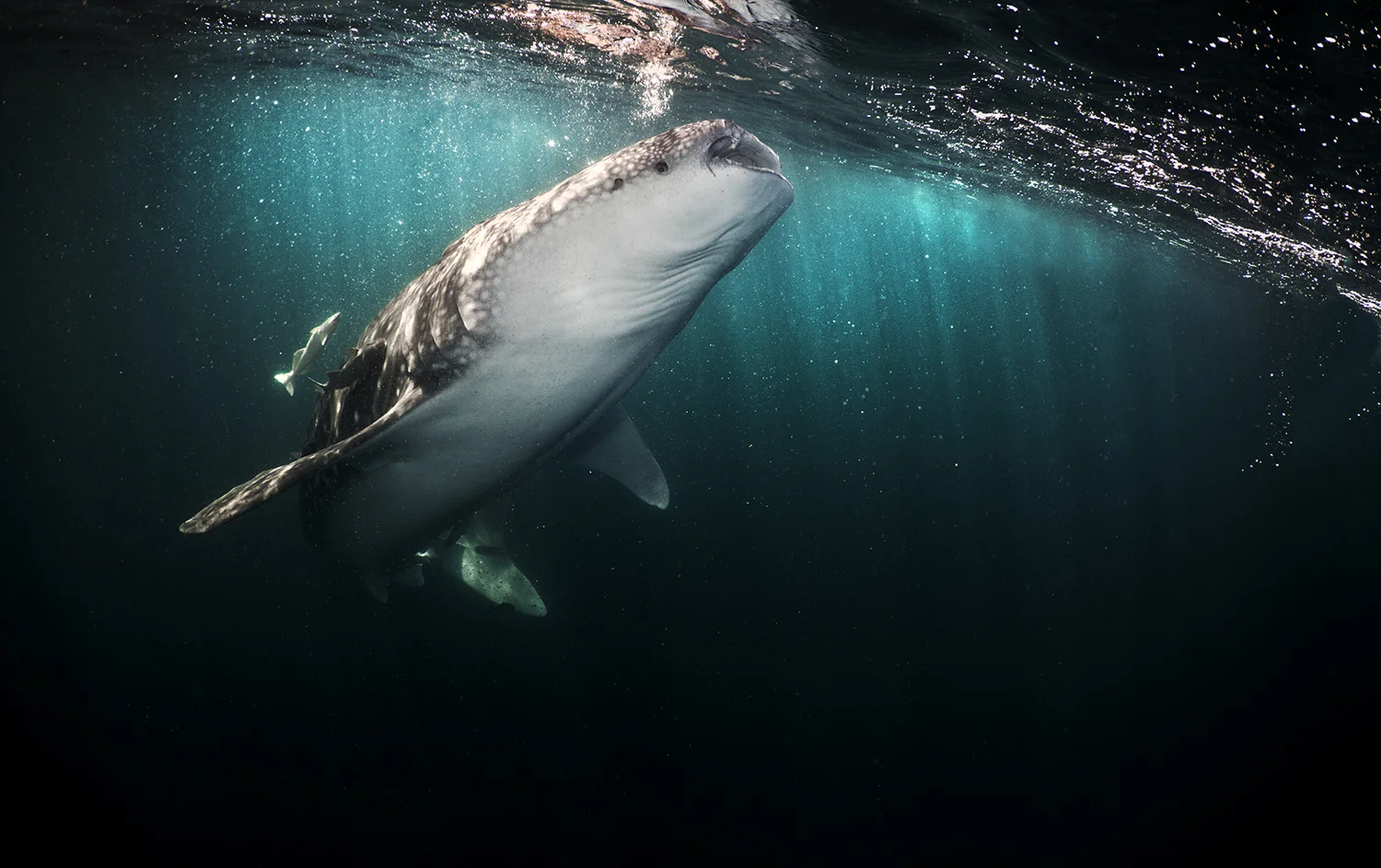 Whale Shark, Rhincodon typus