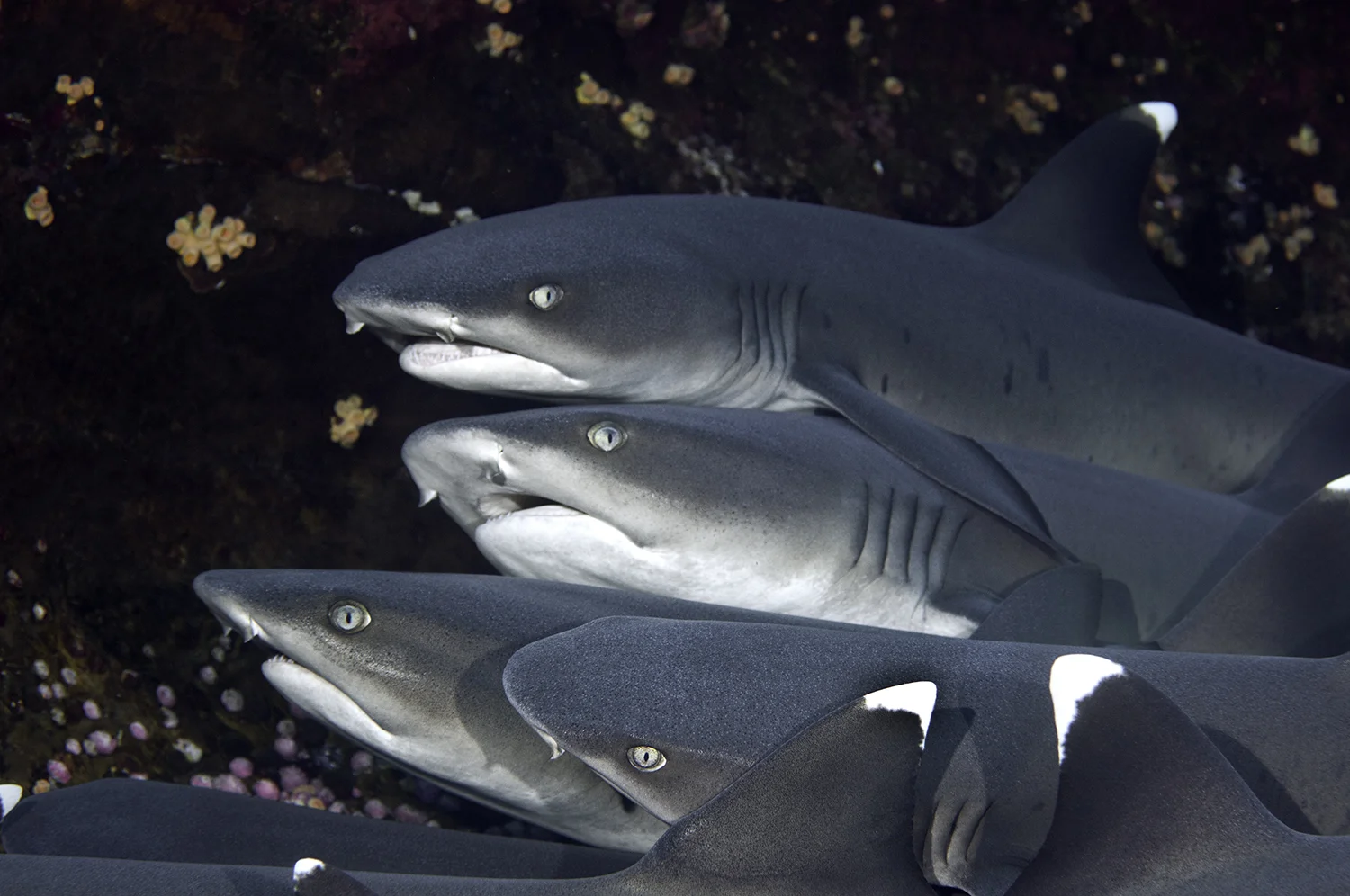 Whitetip Reef Sharks, Triaenodon obesus