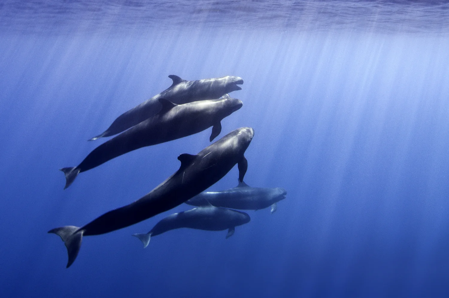 False Killer Whales, Pseudorca crassidens