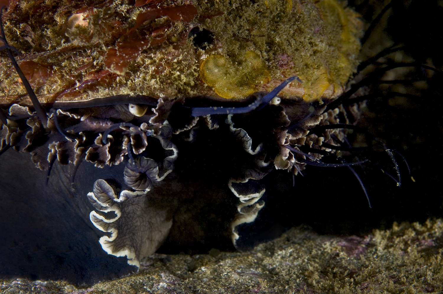 Red Abalone, Haliotis rufescens