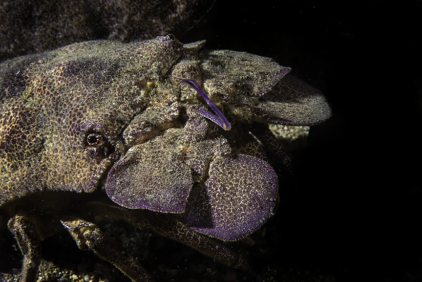 slipper lobster face.jpg